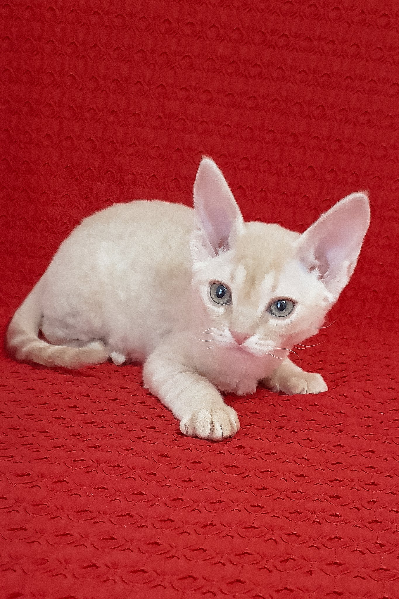 Marci | Devon Rex Kitten - Image 7