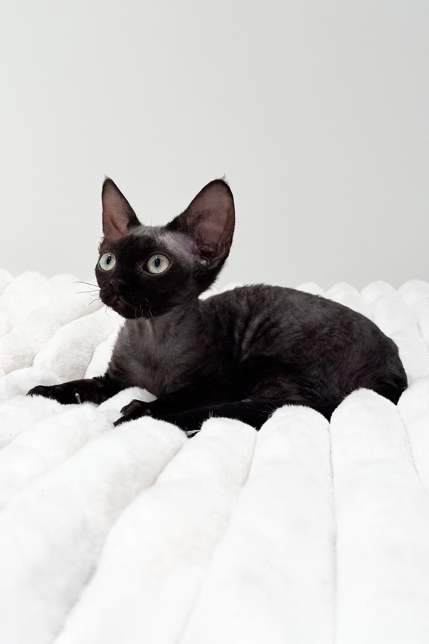 Marcia | Devon Rex Kitten - Image 5