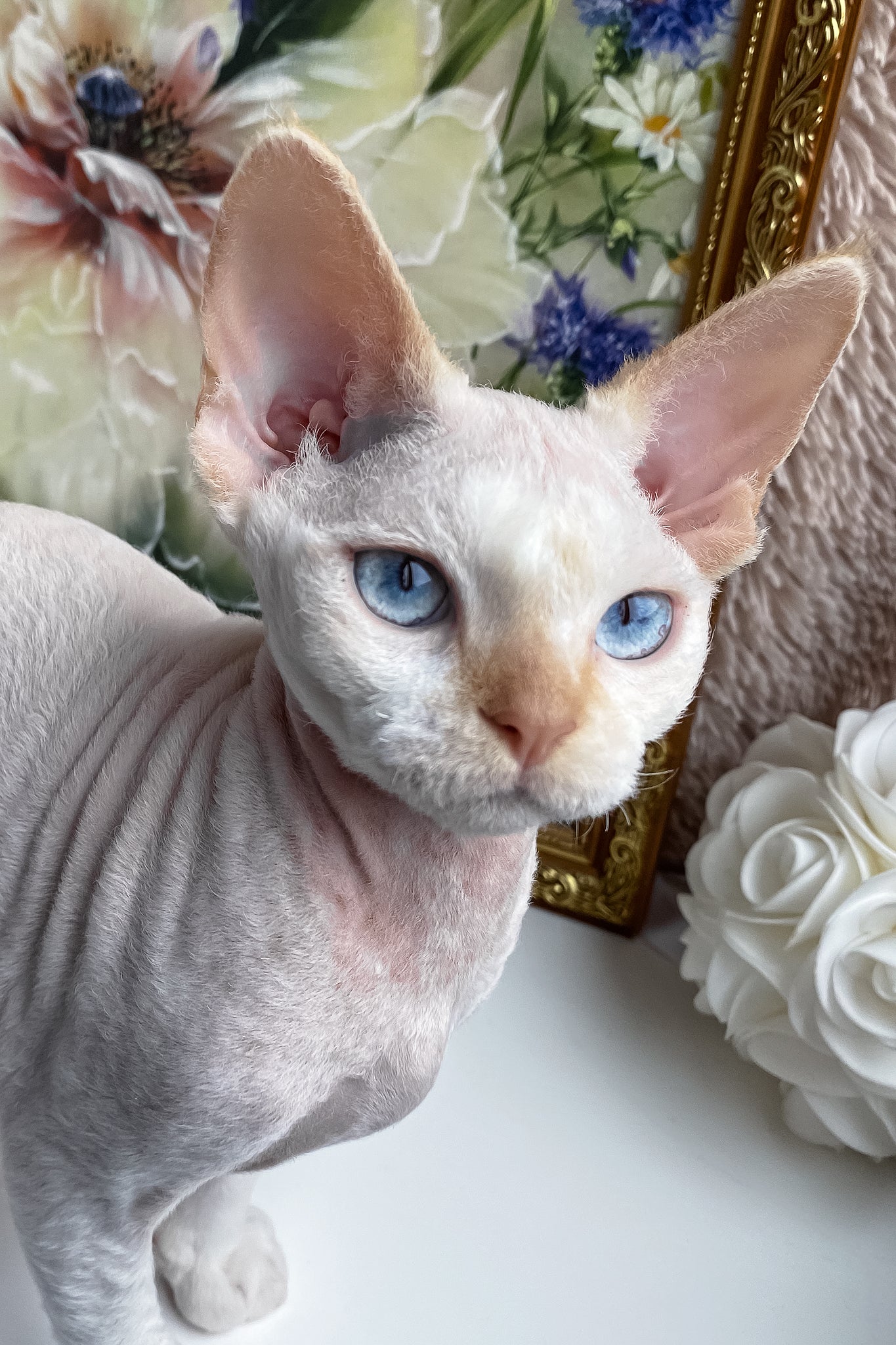 Michelle | Devon Rex Kitten - Image 10