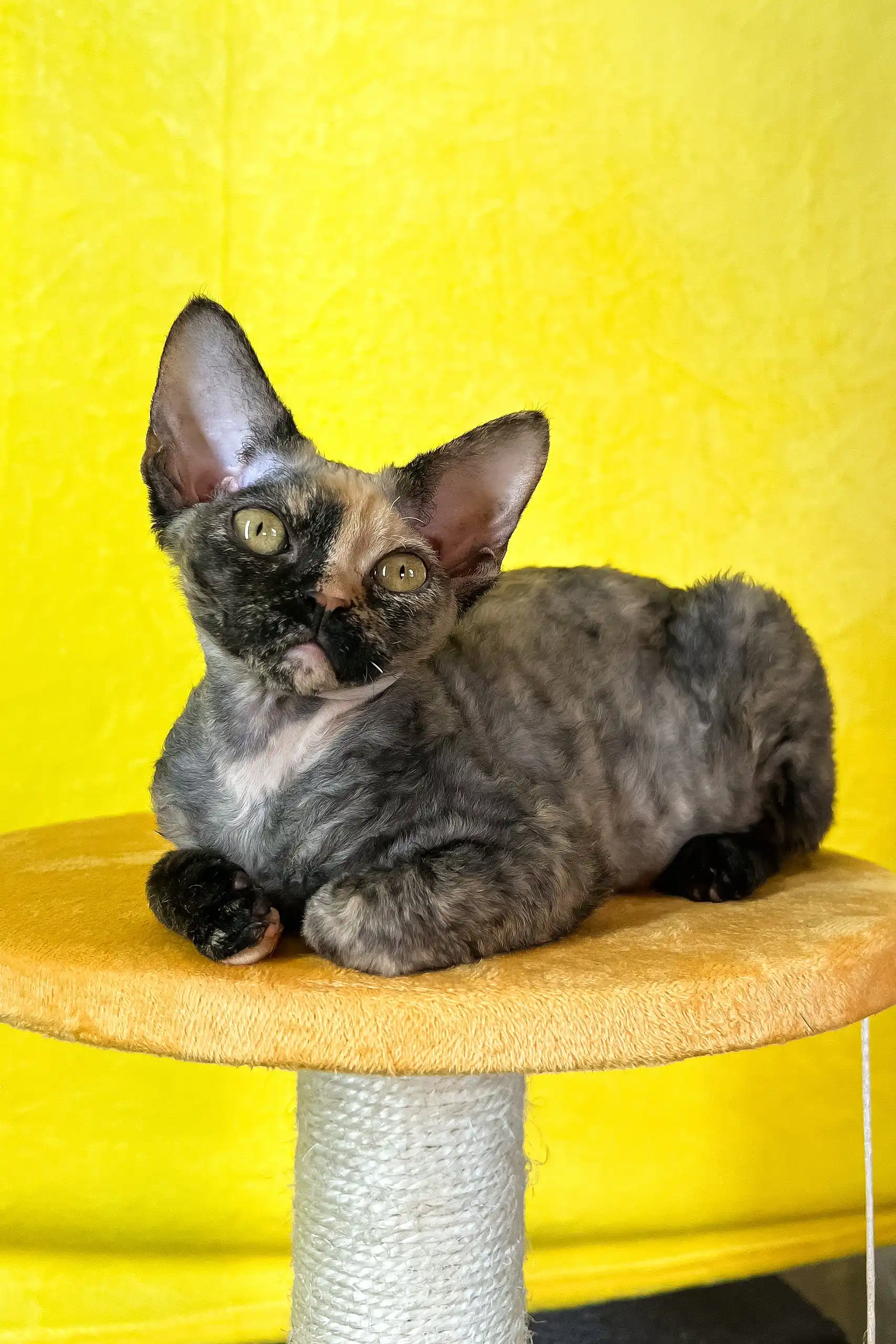 Mimi | Devon Rex Kitten - Image 2