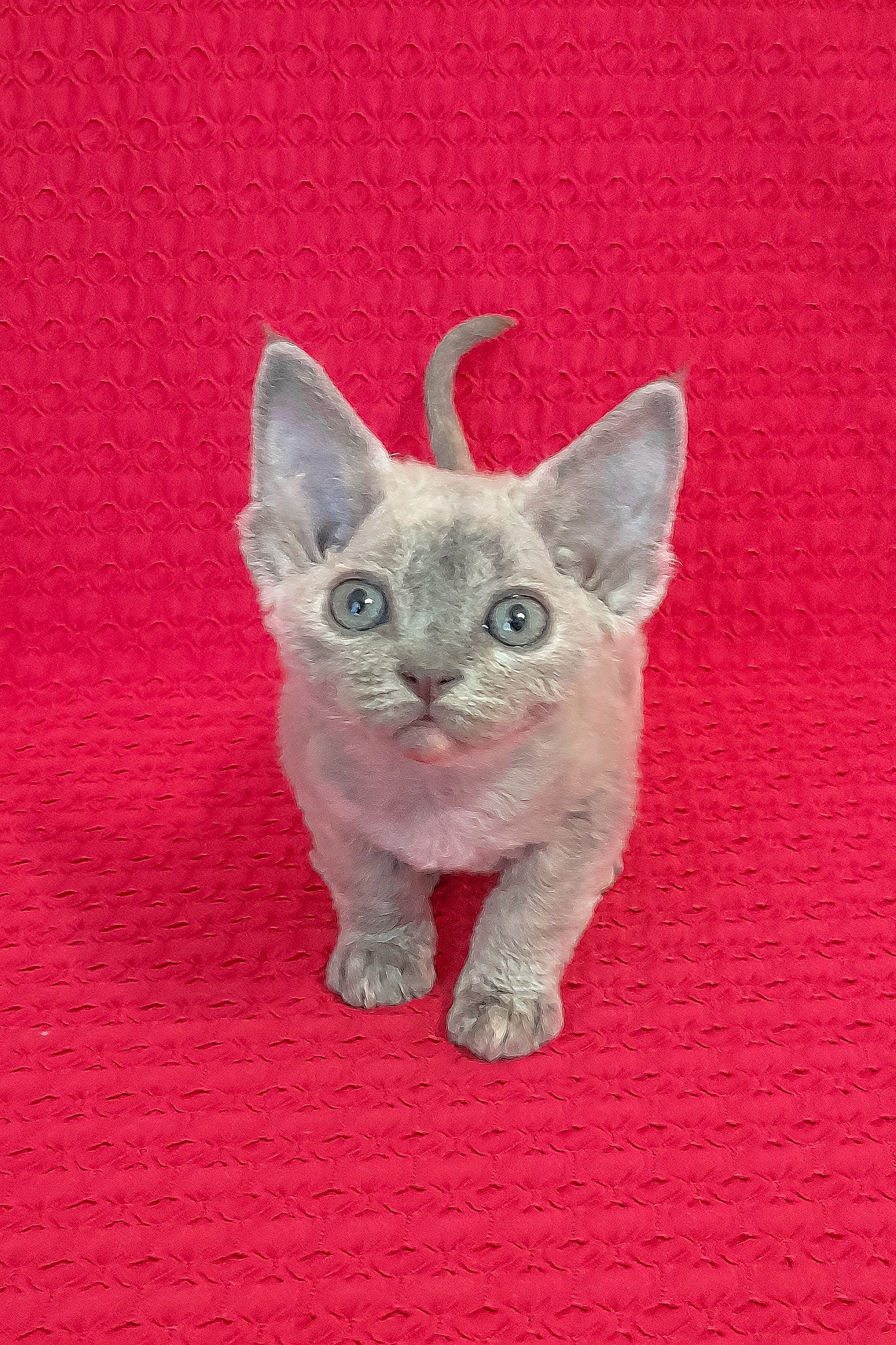 Mirabelle | Devon Rex Kitten - Image 3