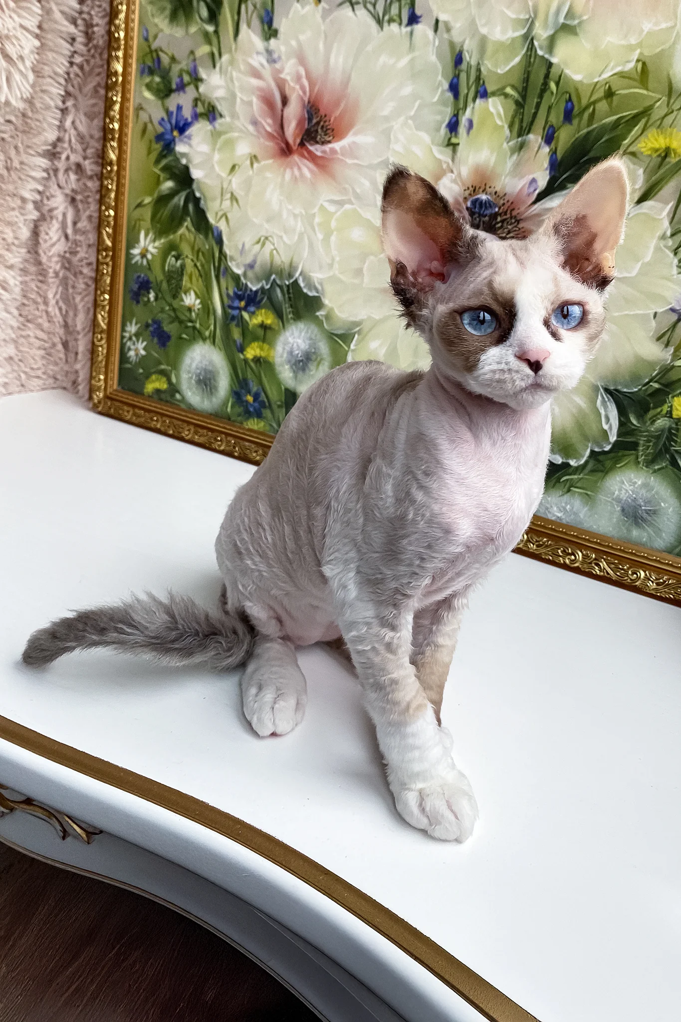 Miya | Devon Rex Kitten - Image 5