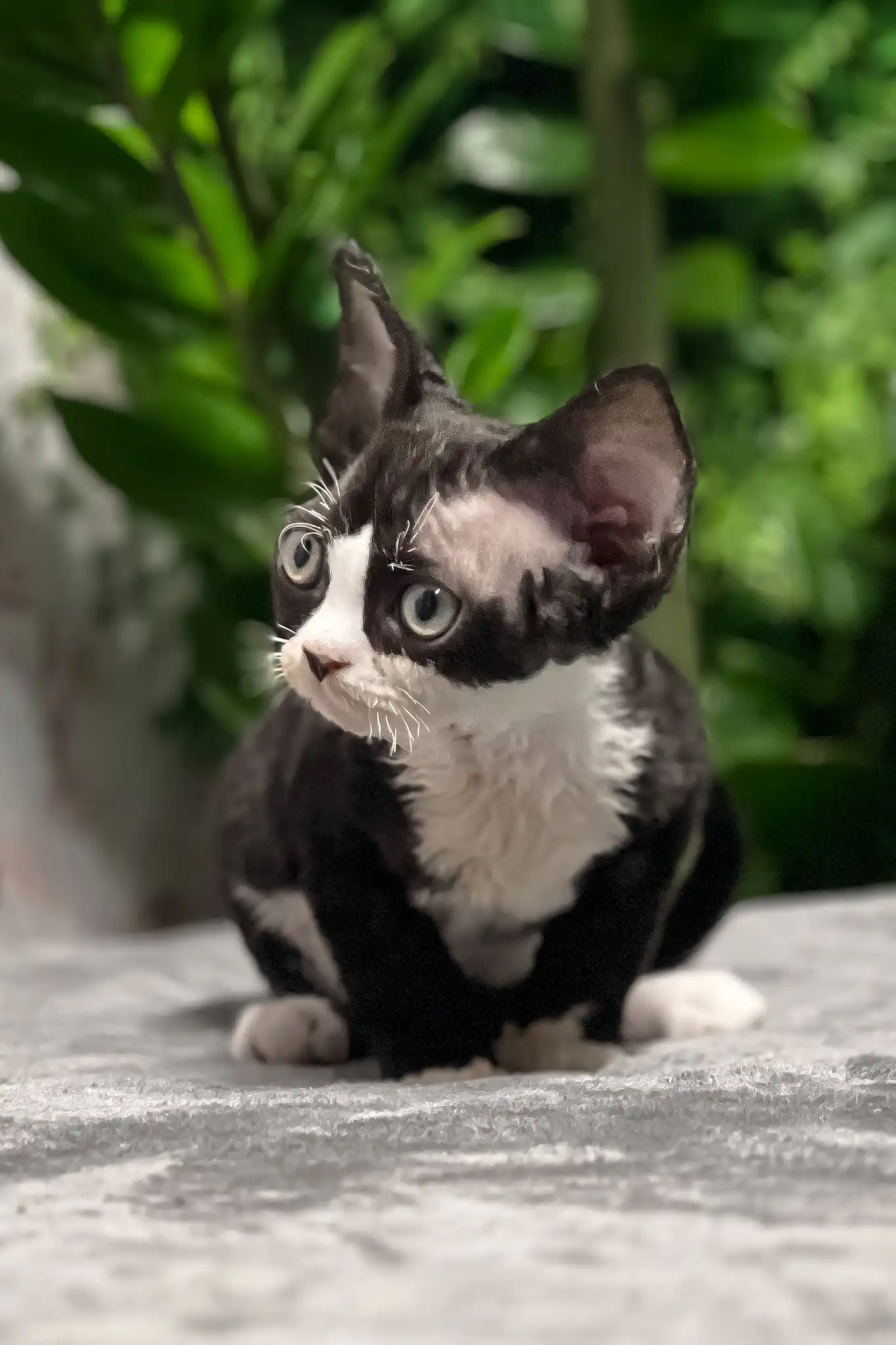 Norma | Devon Rex Kitten - Image 5