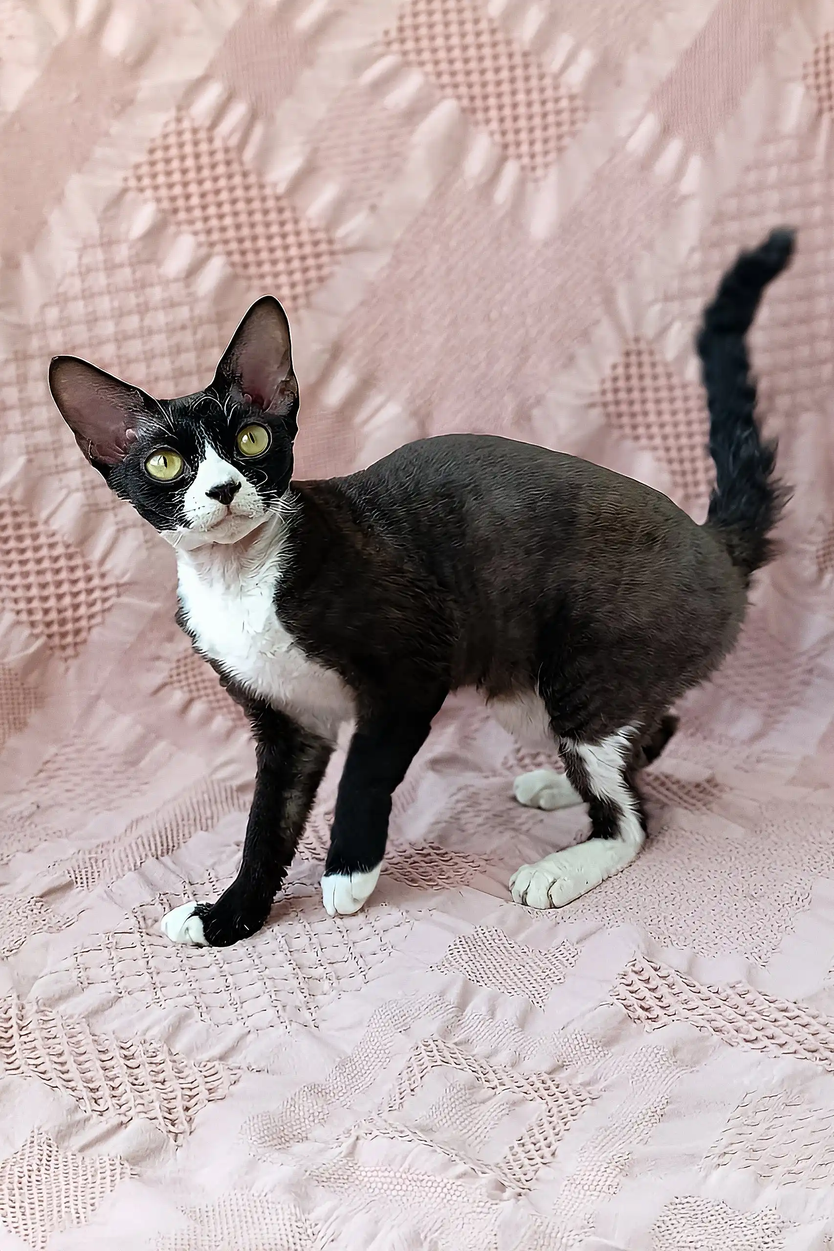 Oda | Devon Rex Kitten - Image 2