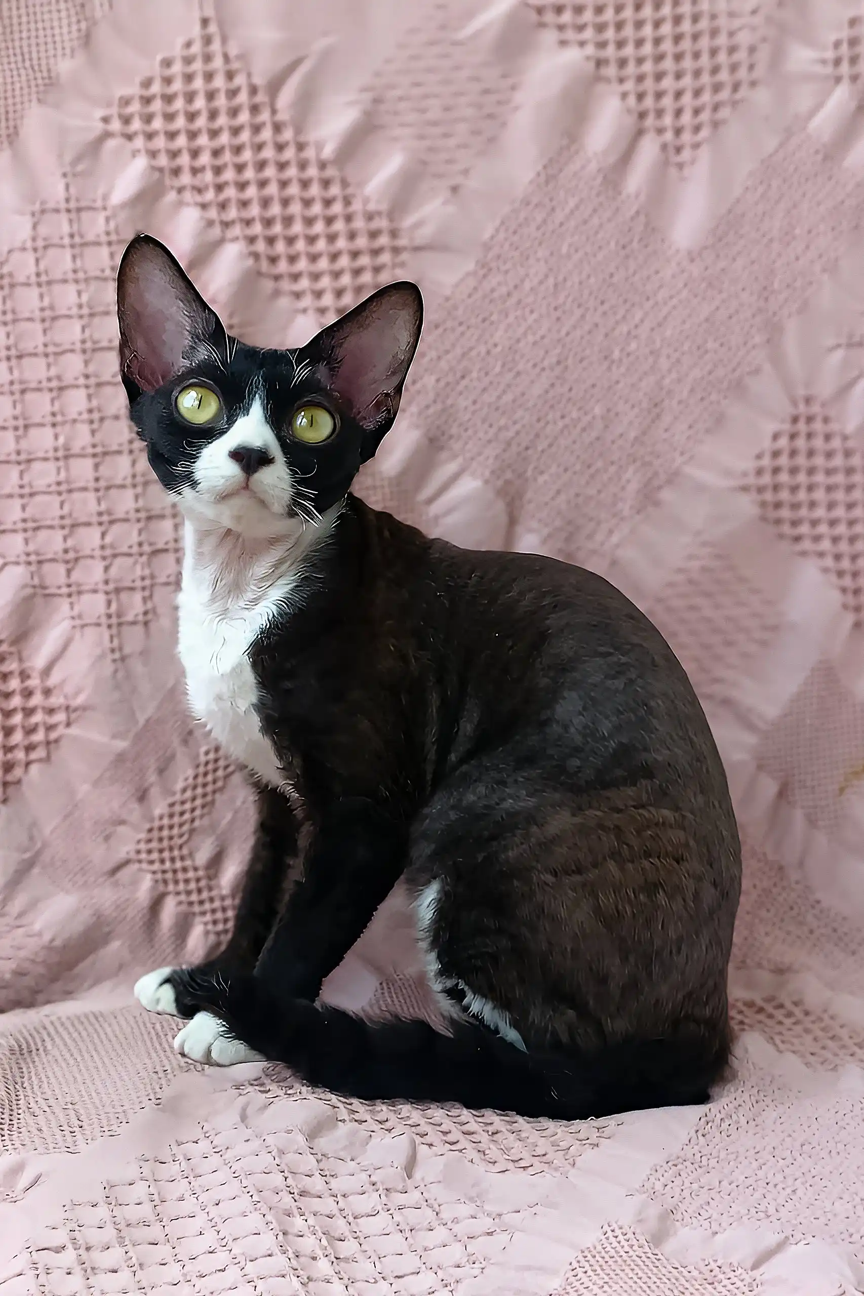 Oda | Devon Rex Kitten - Image 3