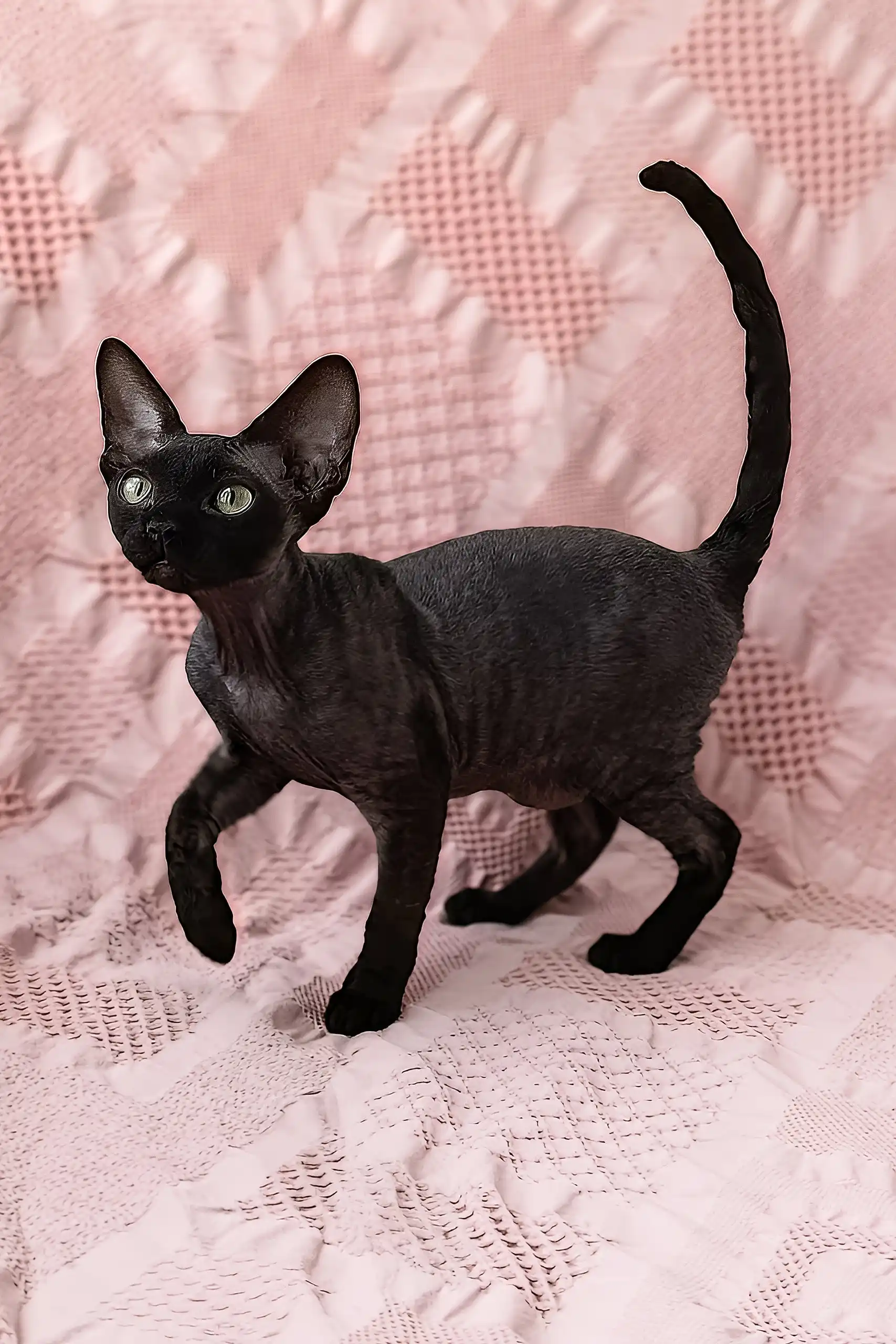 Odetta | Devon Rex Kitten - Image 2