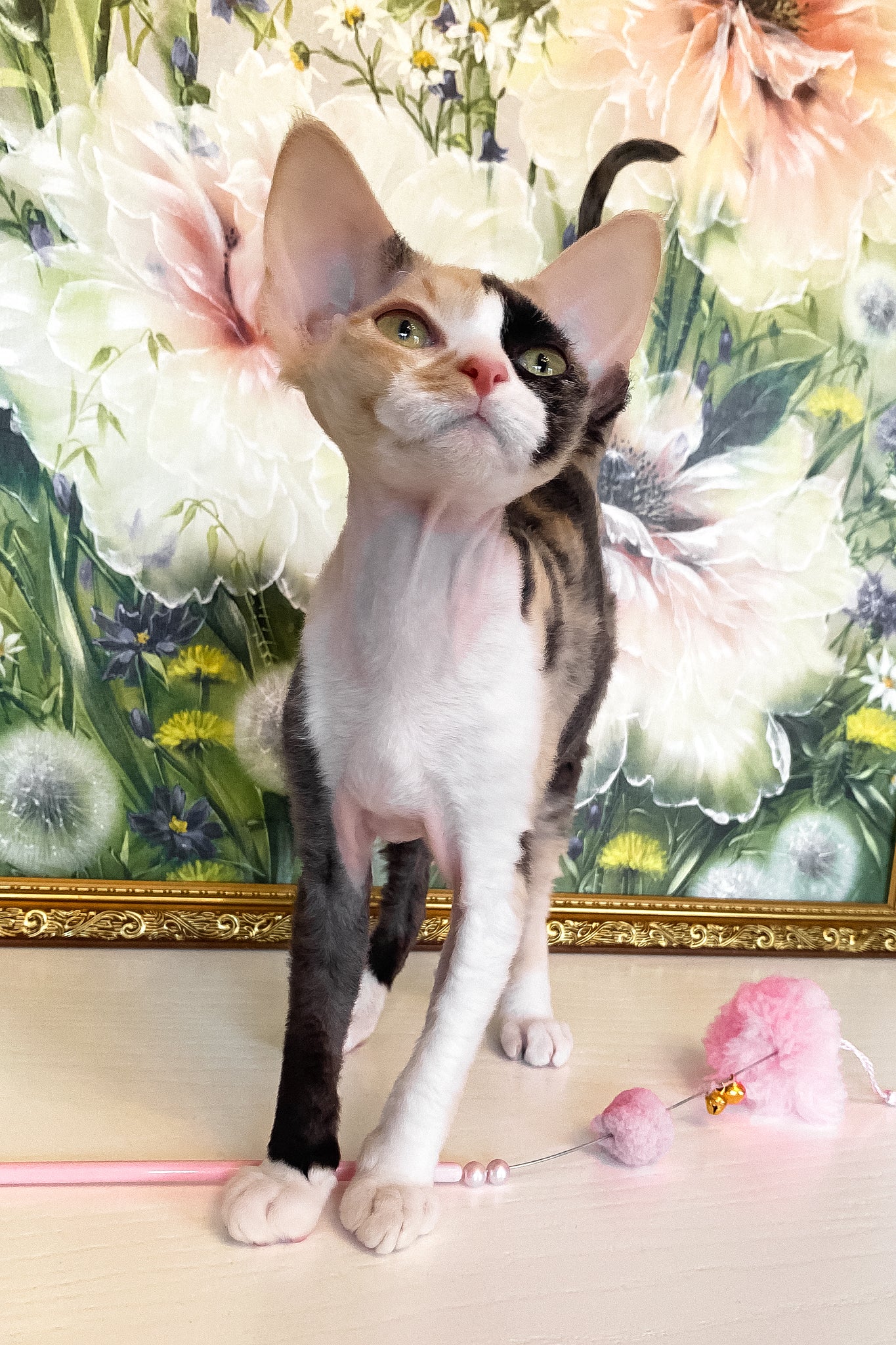 Paloma | Devon Rex Kitten - Image 3