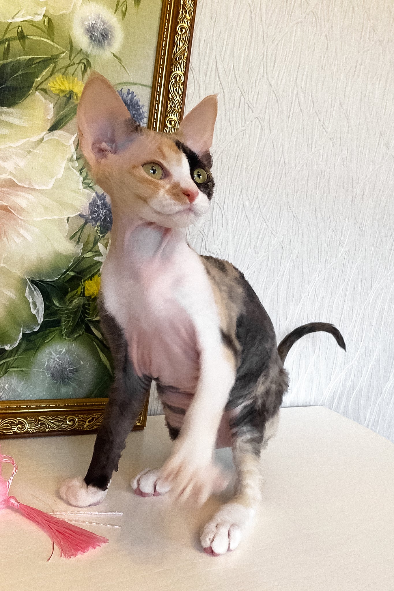 Paloma | Devon Rex Kitten - Image 4
