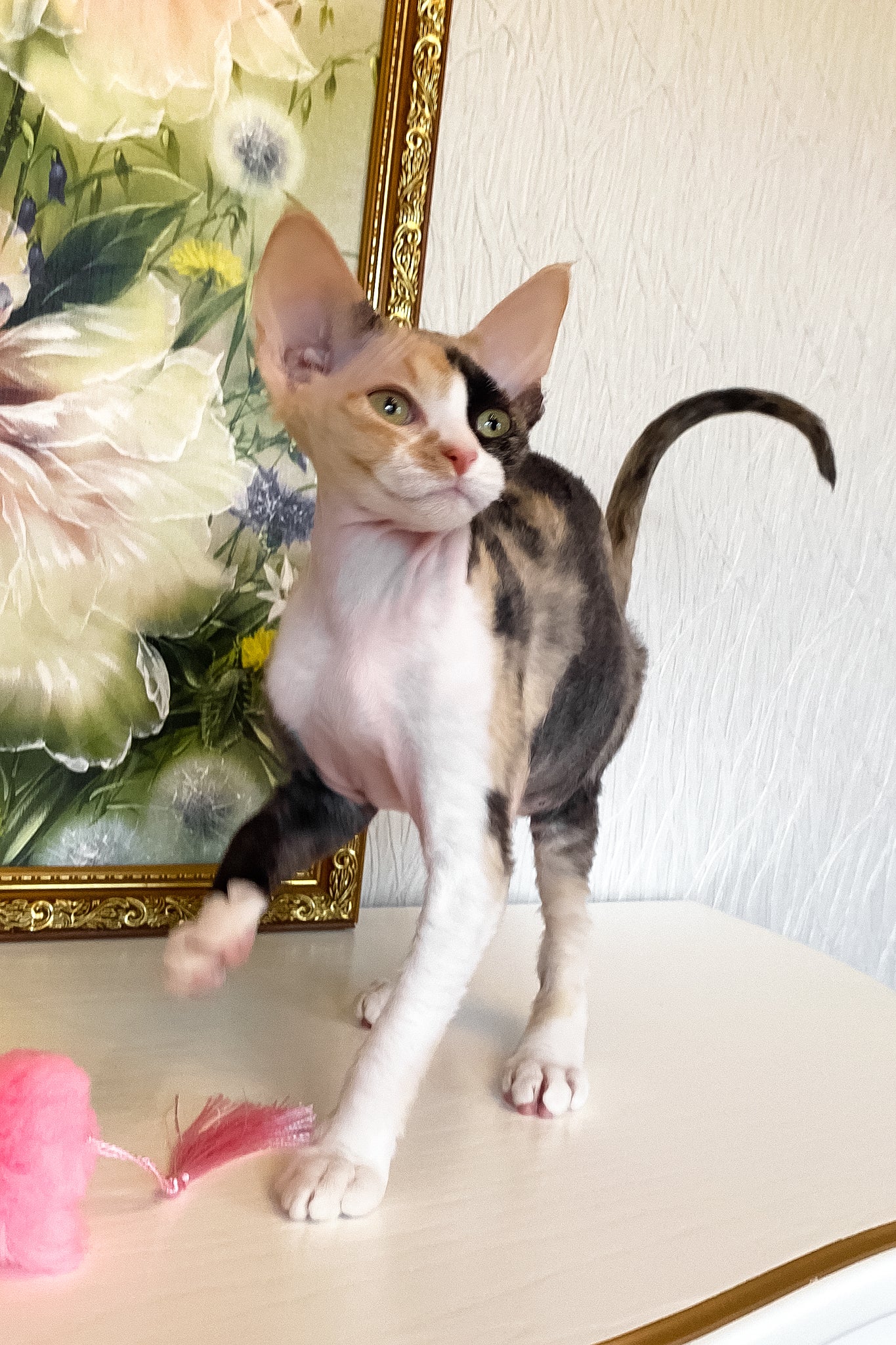Paloma | Devon Rex Kitten - Image 5