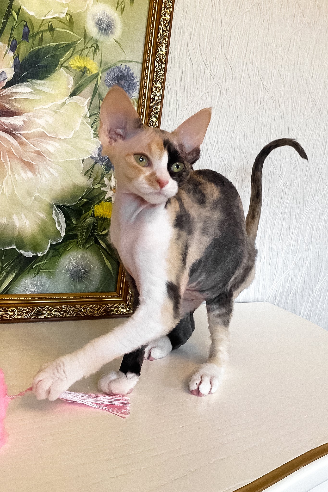 Paloma | Devon Rex Kitten - Image 6