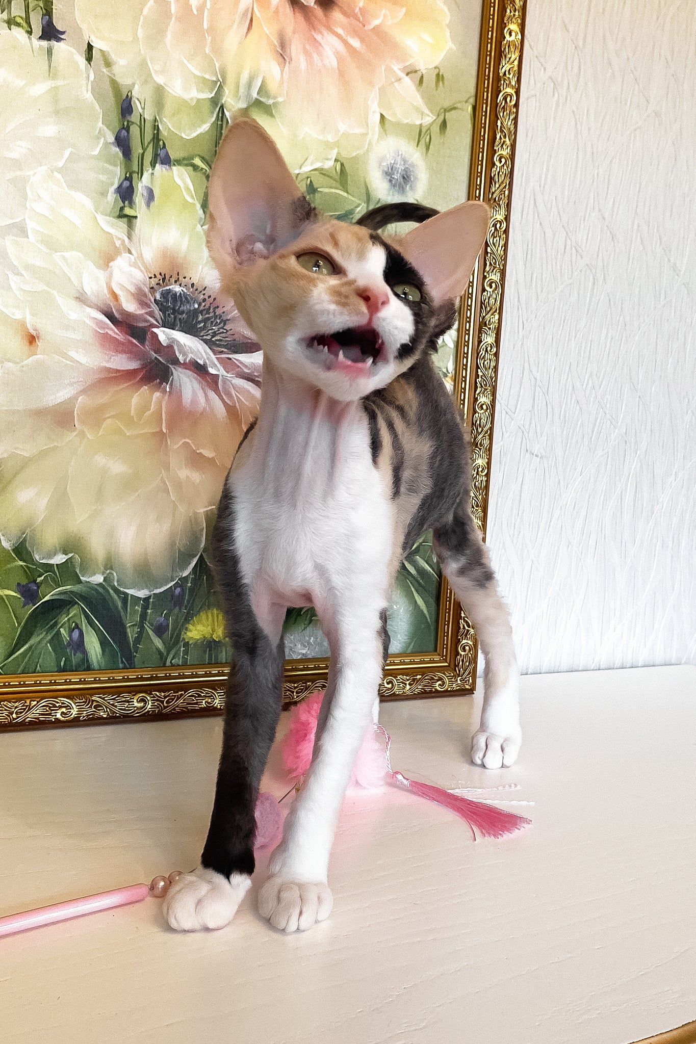Paloma | Devon Rex Kitten - Image 7