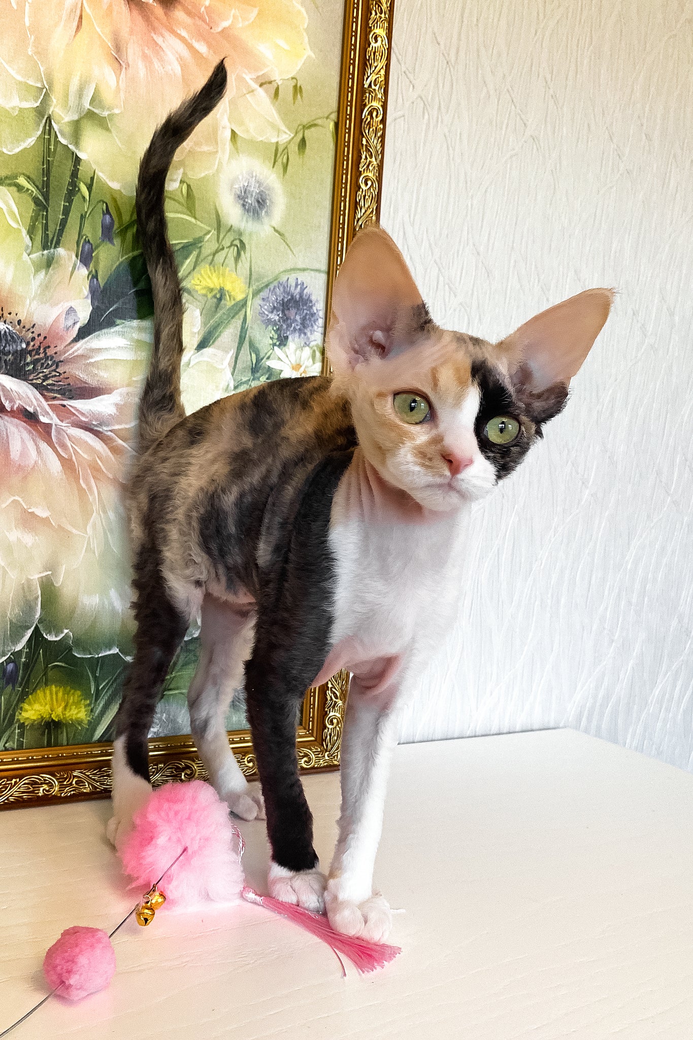 Paloma | Devon Rex Kitten - Image 8