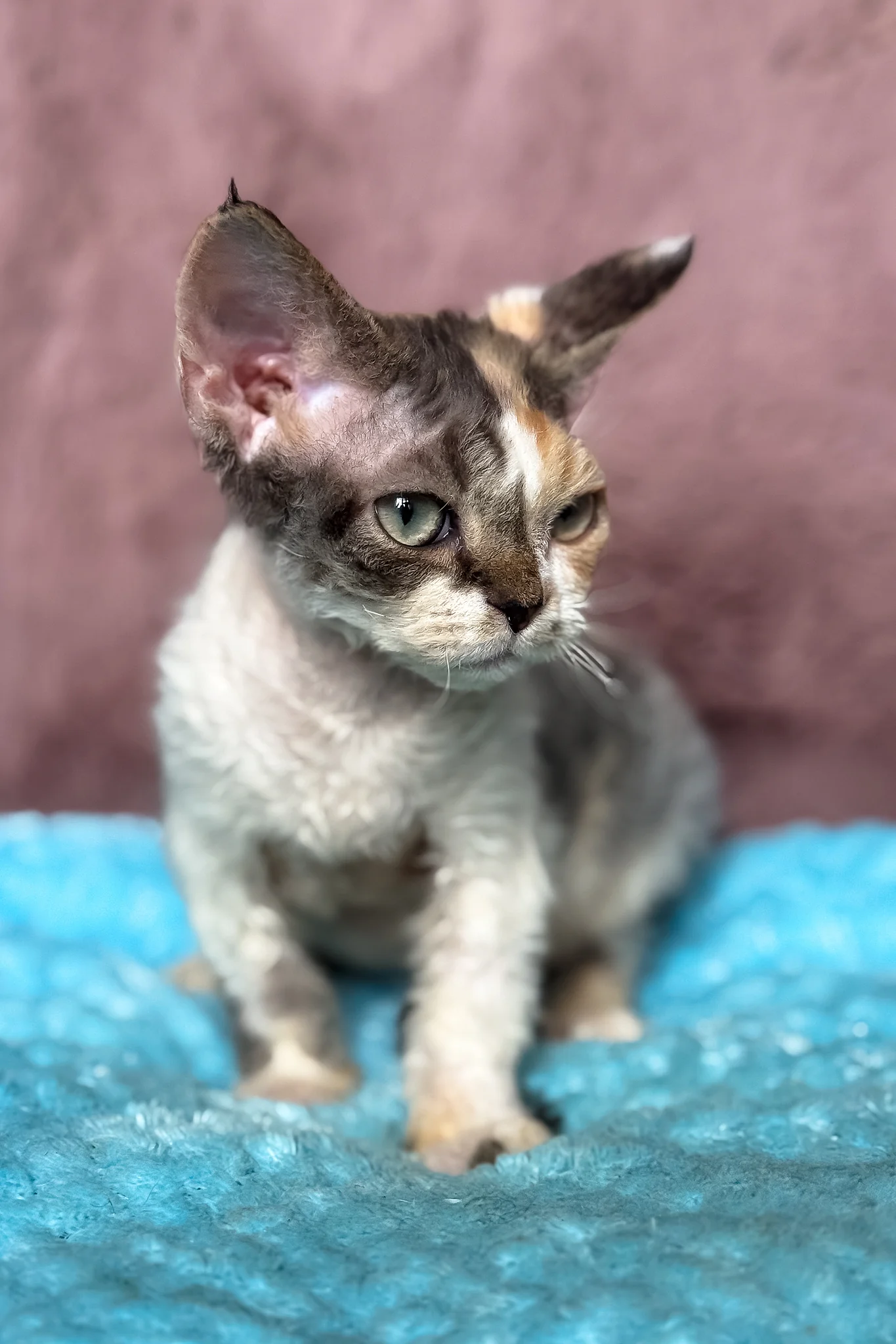 Pandora | Devon Rex Kitten - Image 3