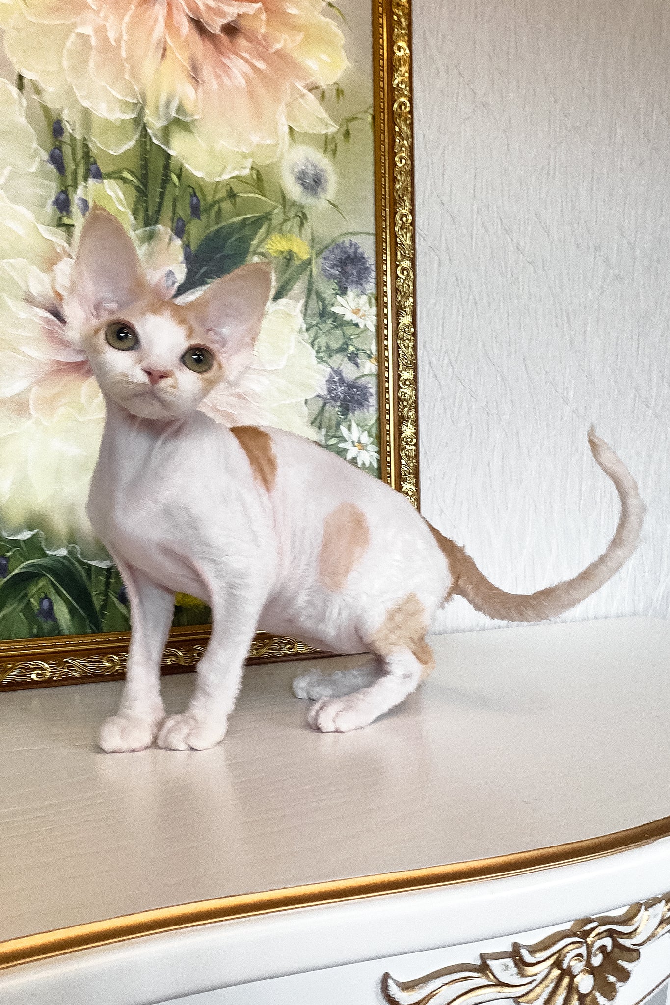 Quinn | Devon Rex Kitten - Image 10