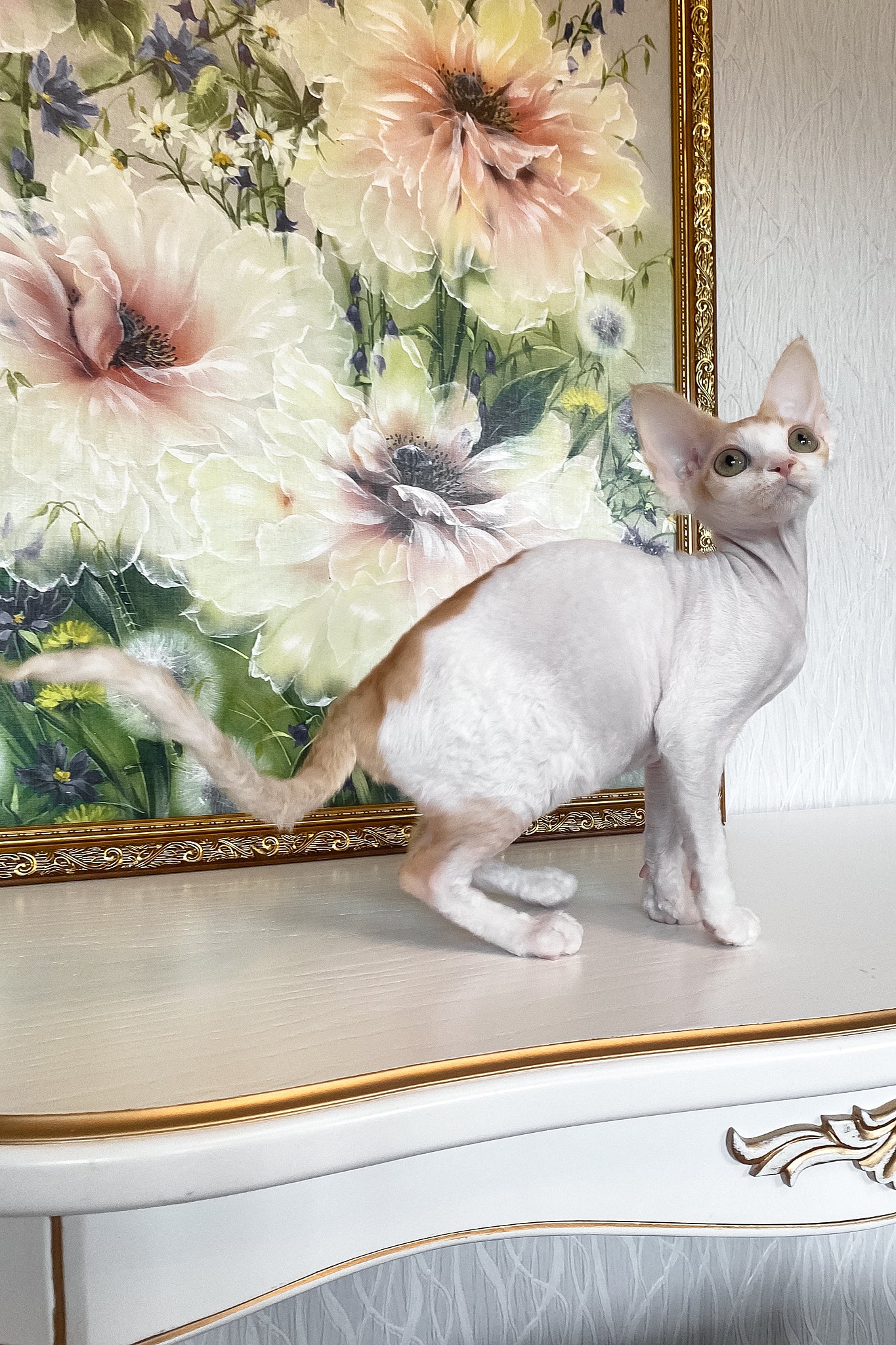 Quinn | Devon Rex Kitten - Image 11