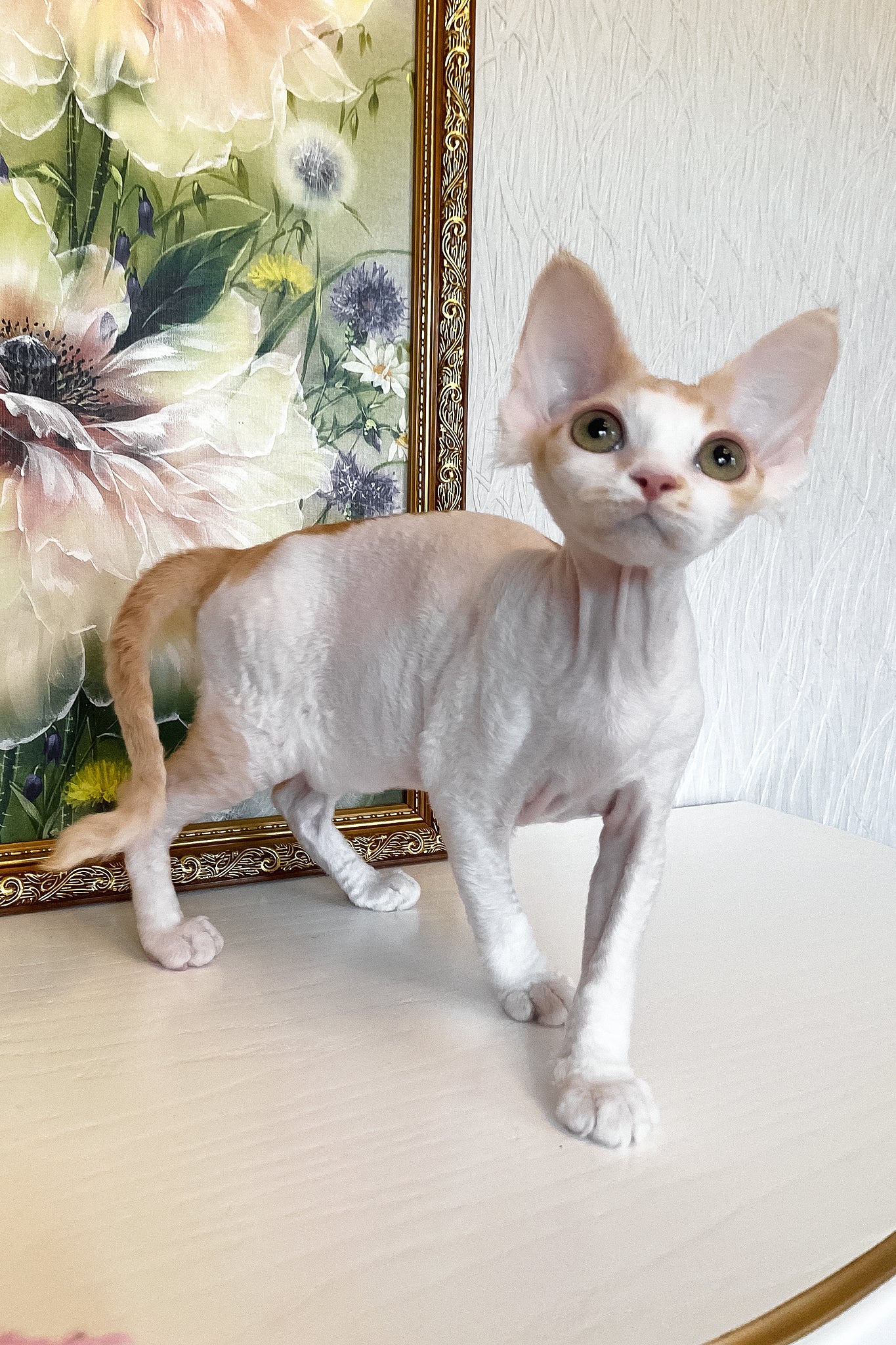 Quinn | Devon Rex Kitten - Image 3
