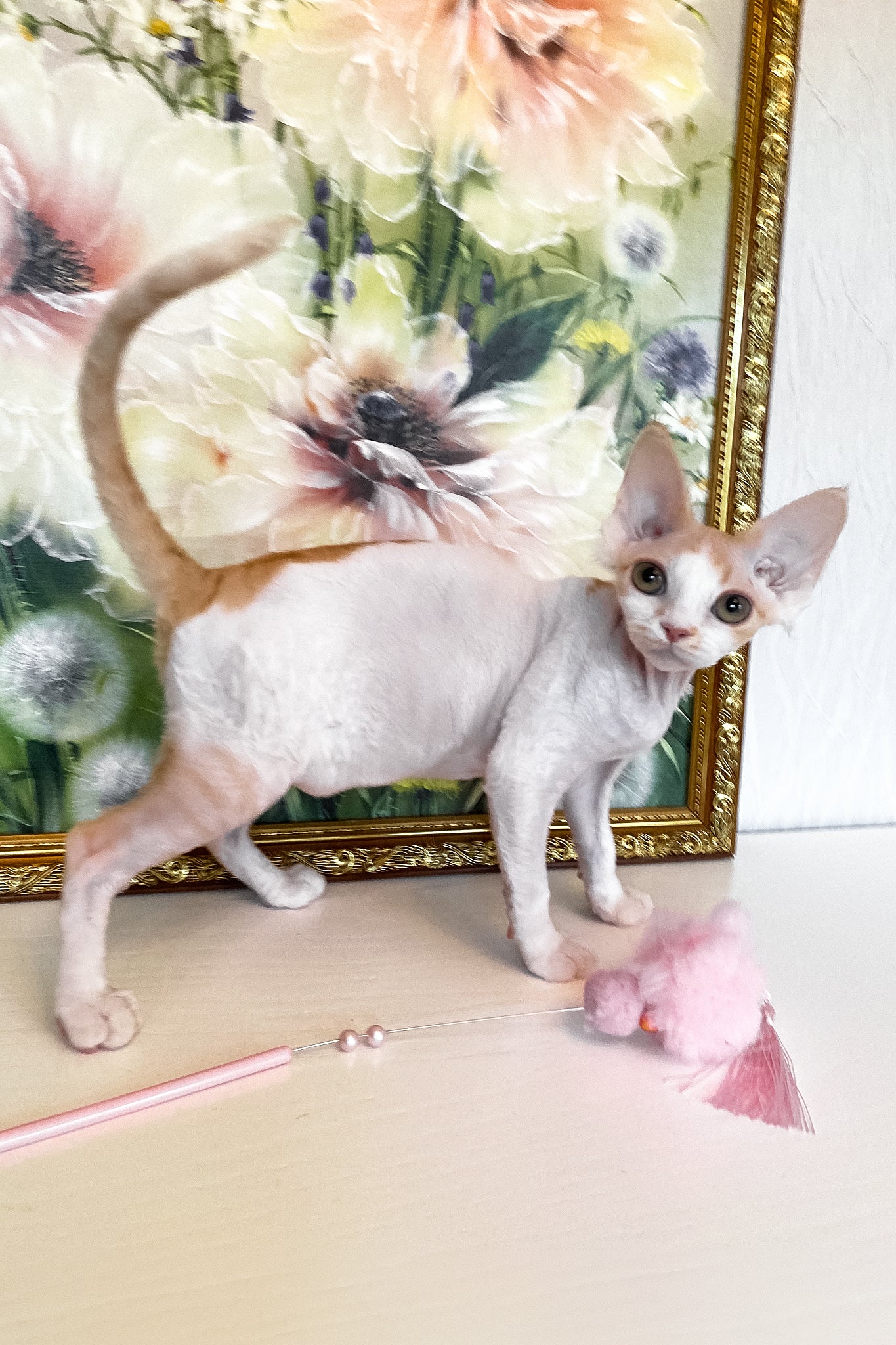 Quinn | Devon Rex Kitten - Image 4
