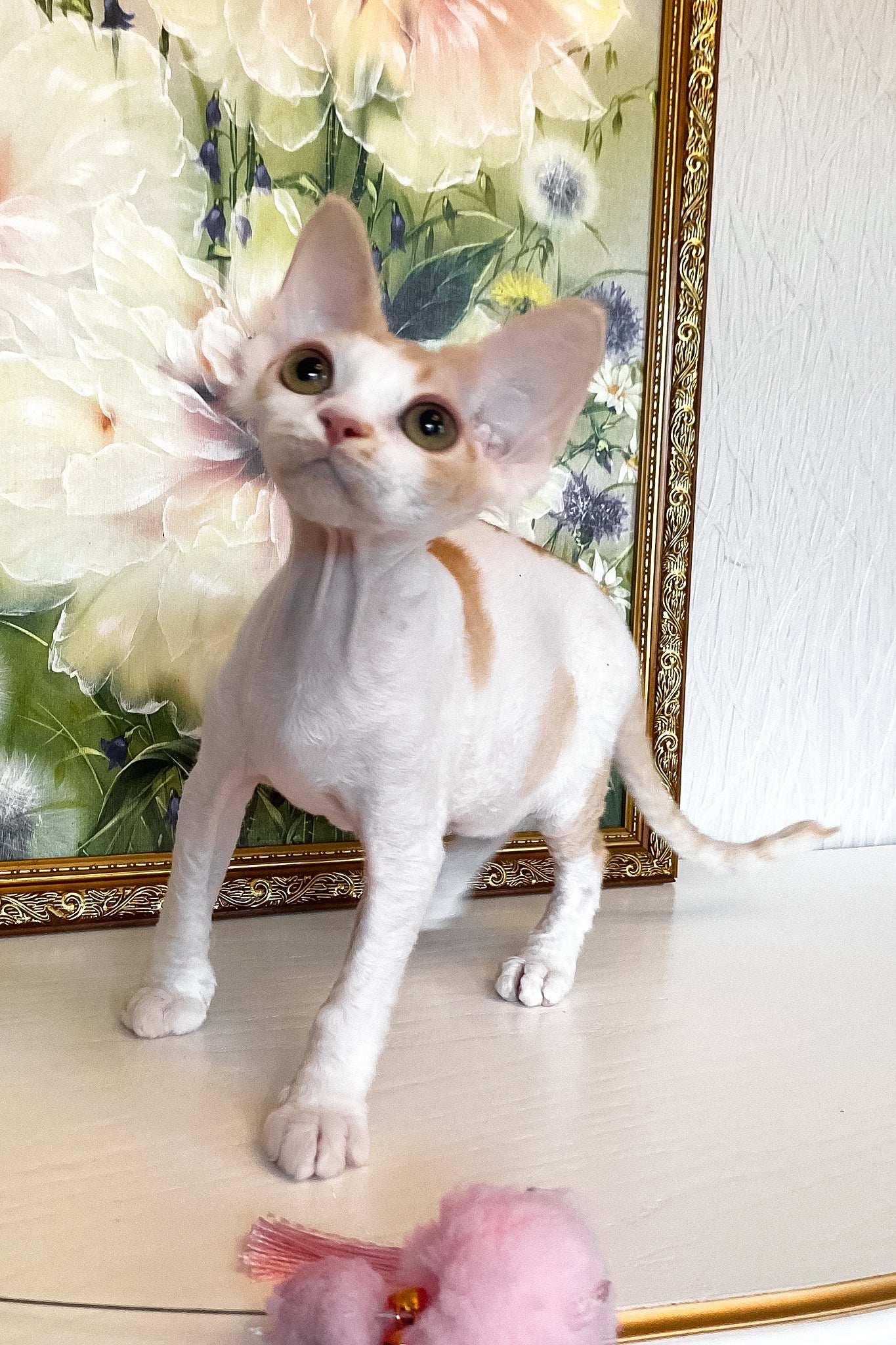 Quinn | Devon Rex Kitten - Image 5