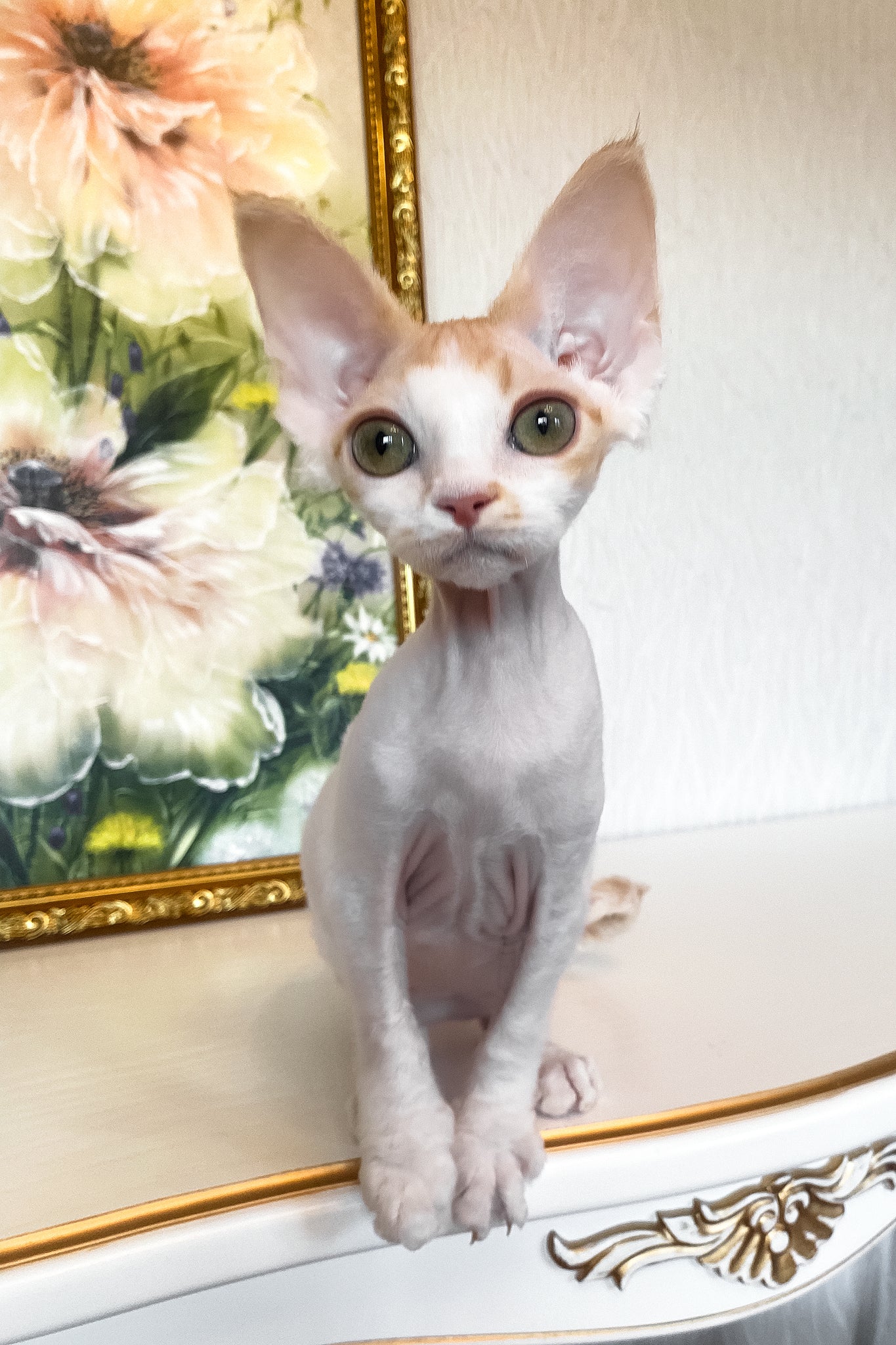 Quinn | Devon Rex Kitten - Image 6