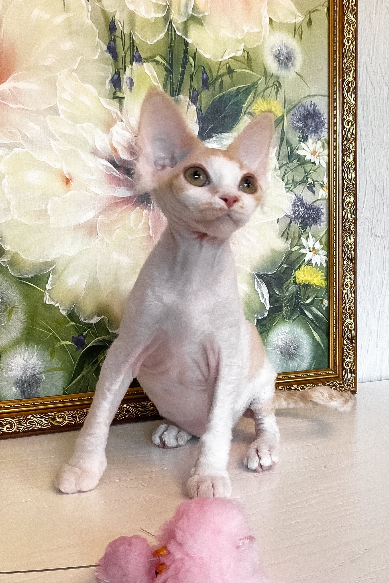 Quinn | Devon Rex Kitten - Image 7