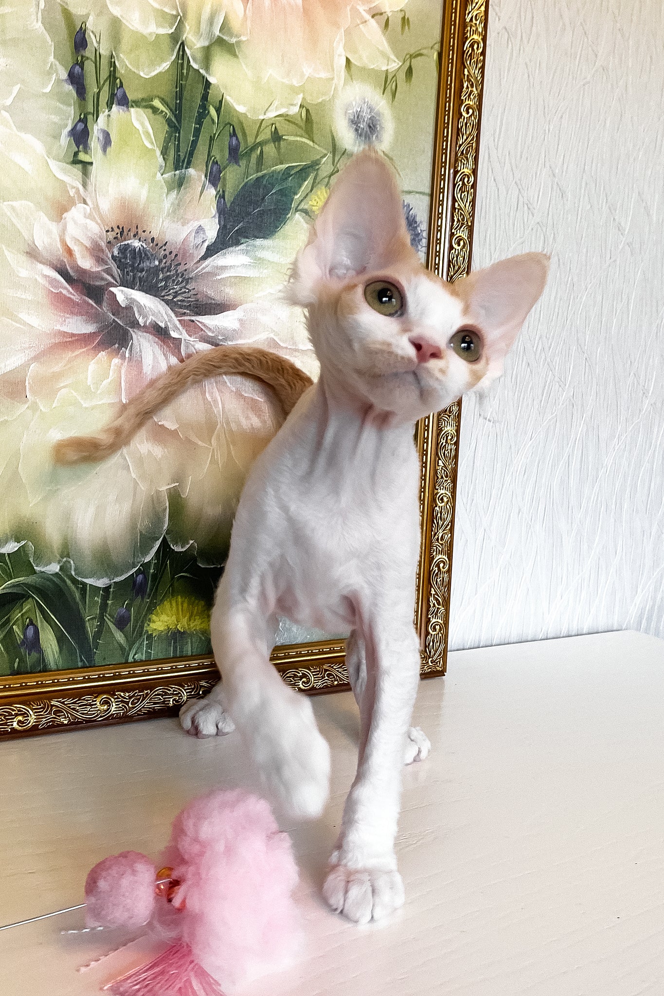 Quinn | Devon Rex Kitten - Image 8