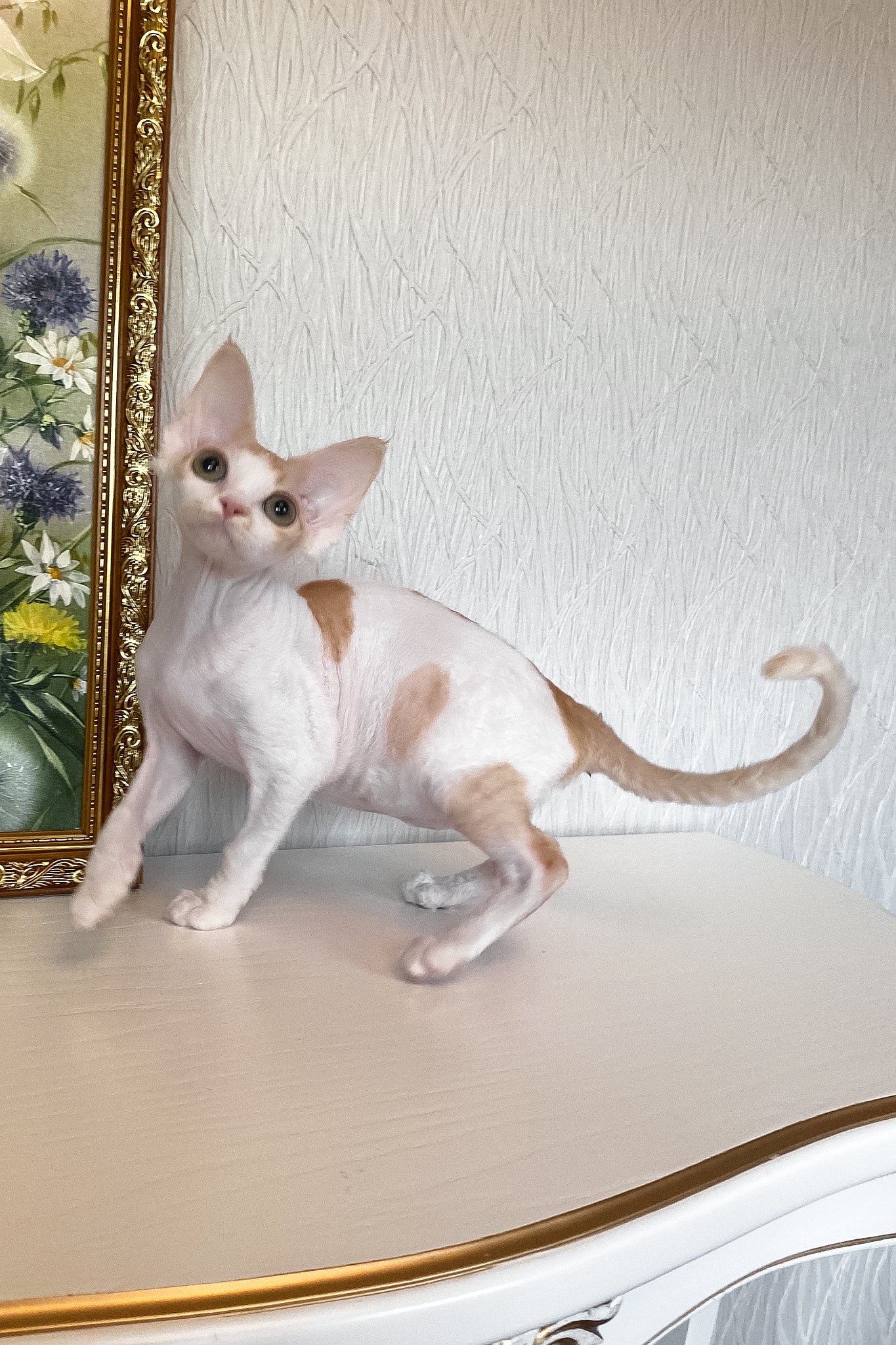 Quinn | Devon Rex Kitten - Image 9