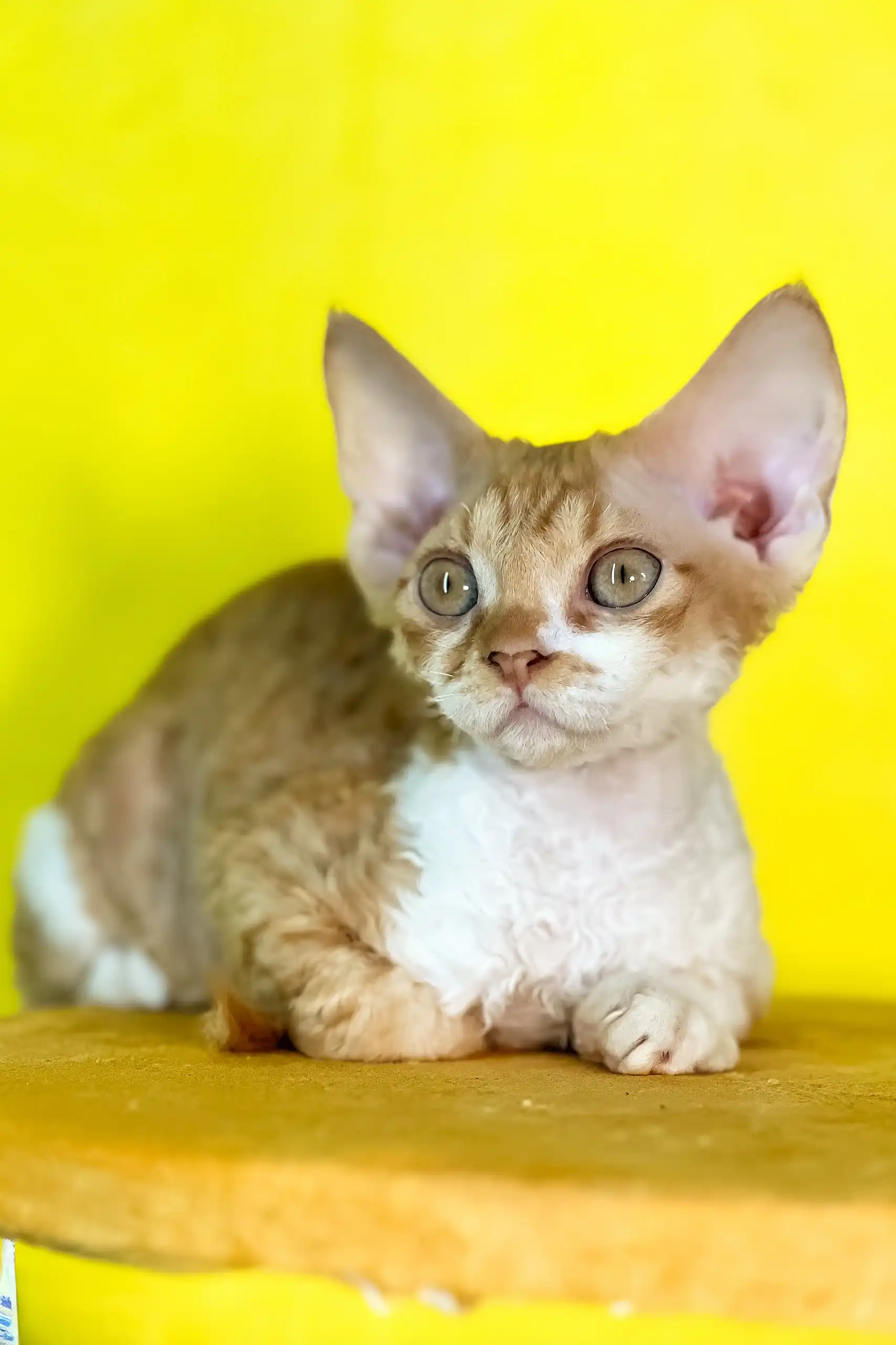 Rebecca | Devon Rex Kitten - Image 3
