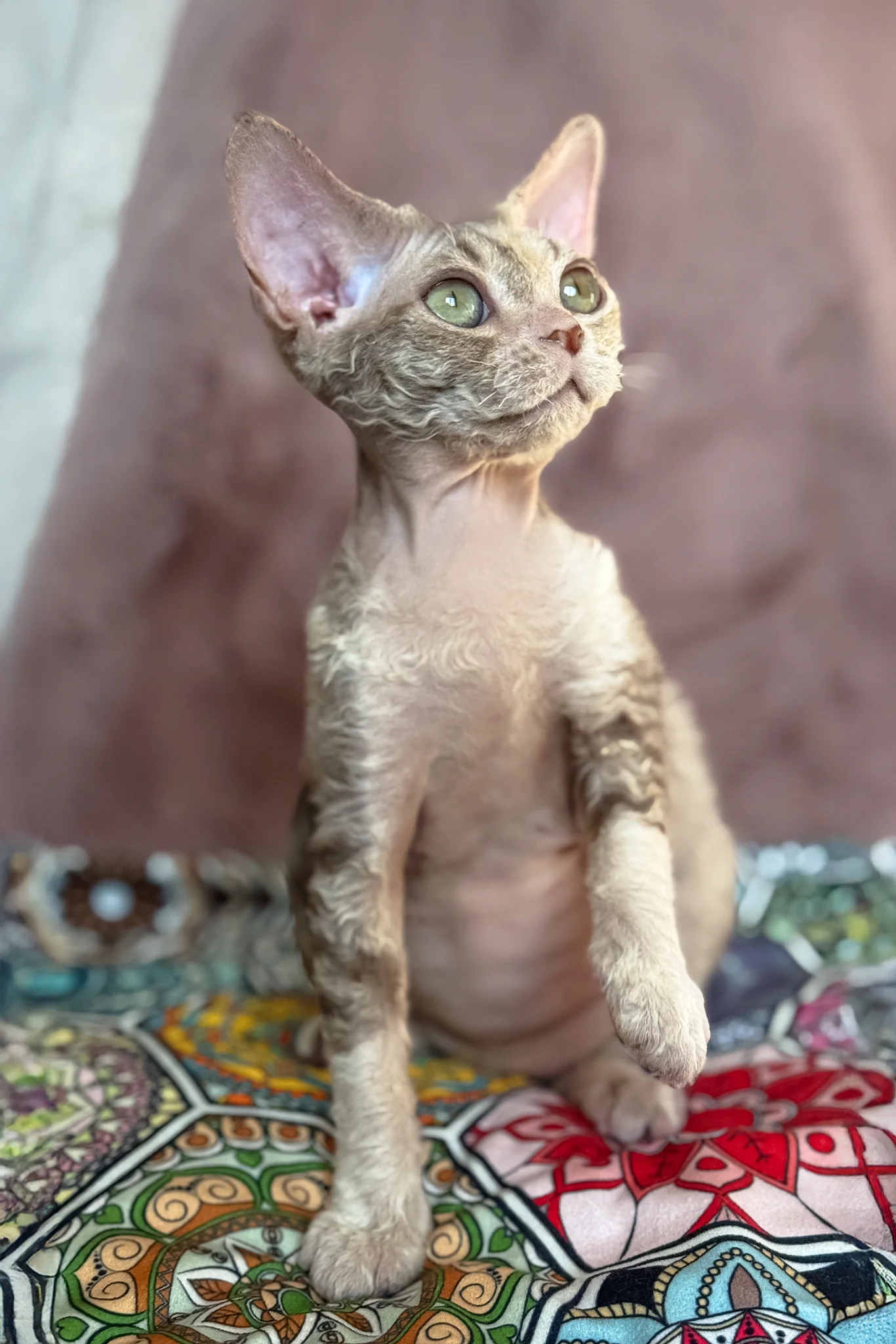 Ruby | Devon Rex Kitten - Image 2