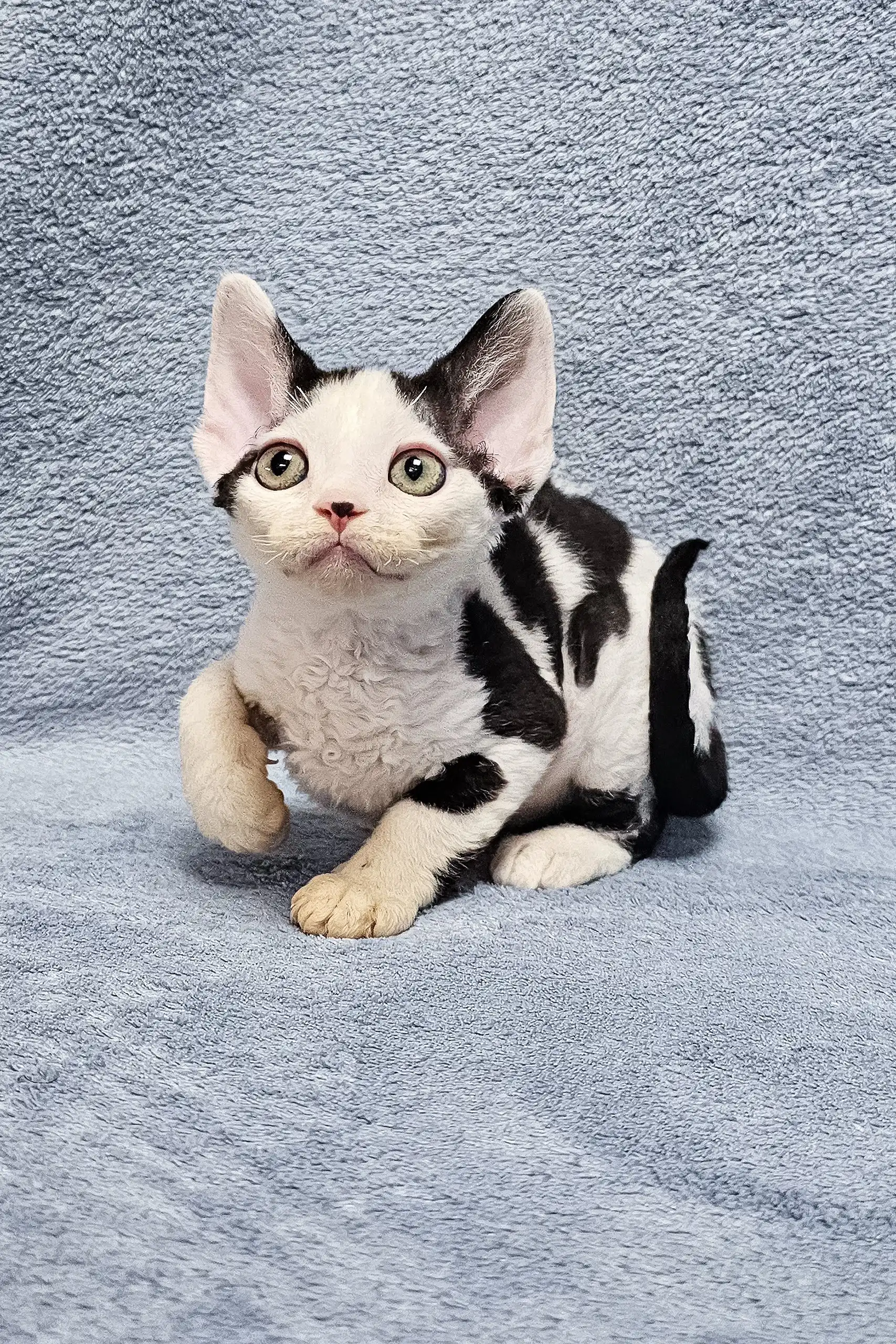 Sabina | Devon Rex Kitten - Image 4