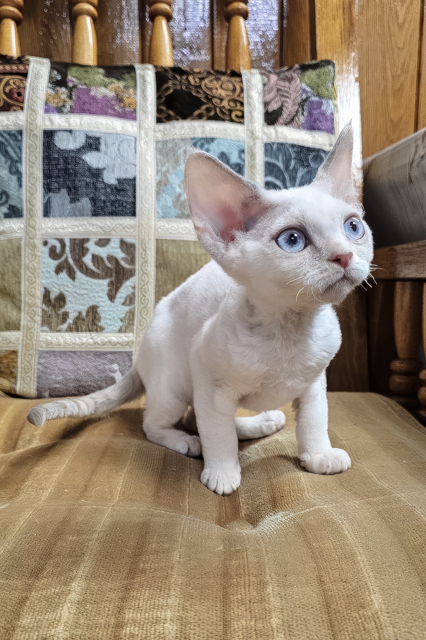 Sakura | Devon Rex Kitten - Image 2