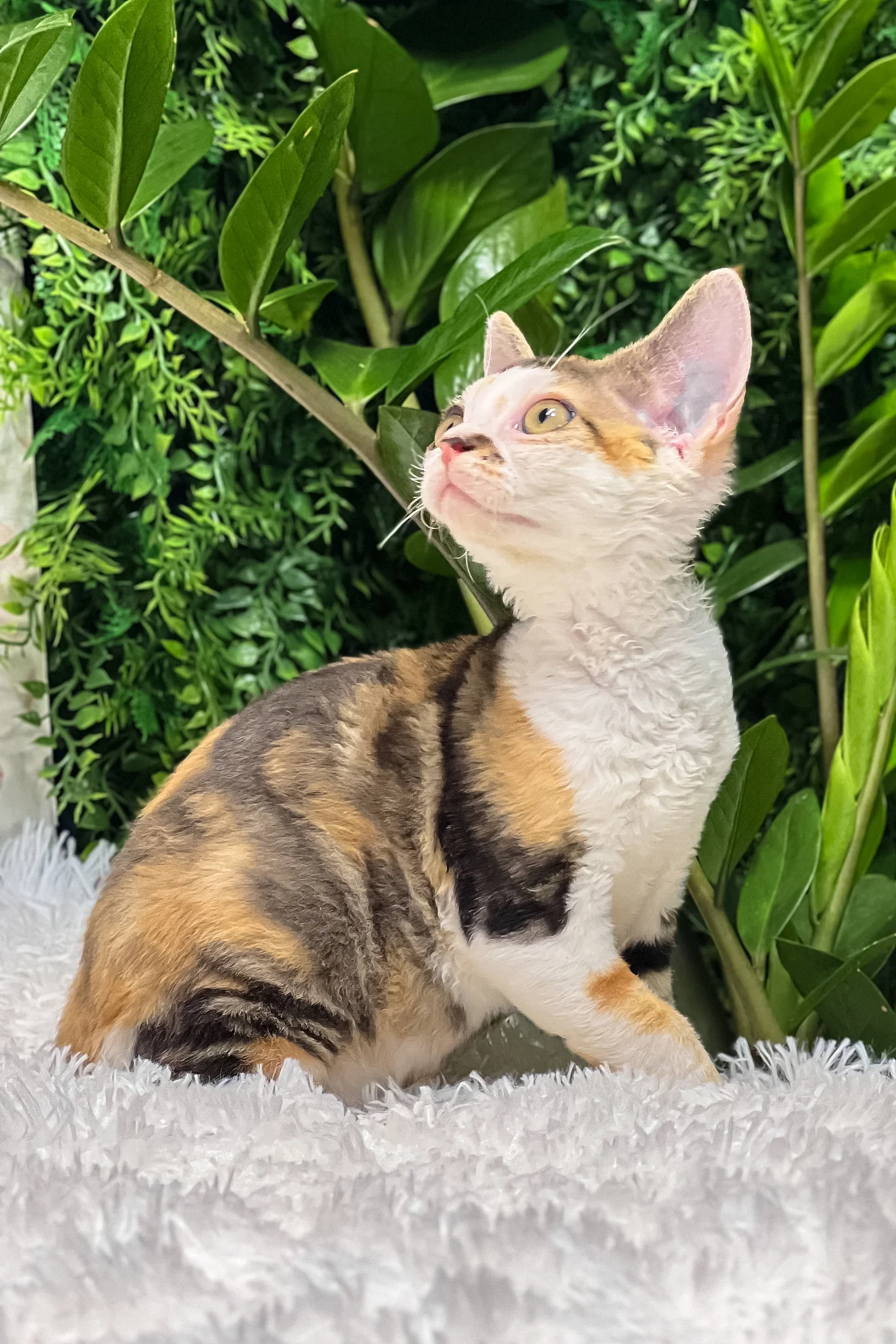 Sandra | Devon Rex Kitten - Image 2