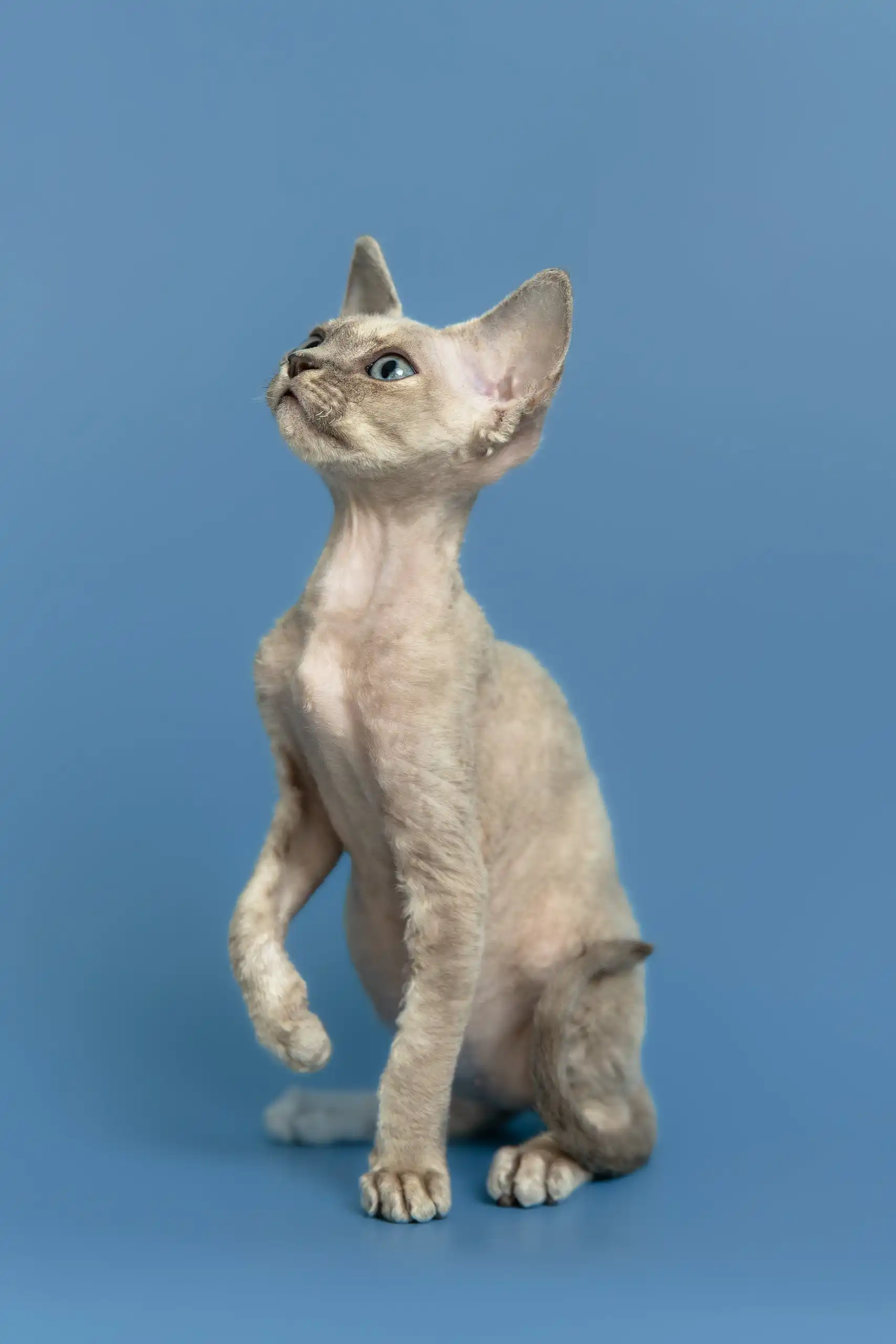 Silena | Devon Rex Kitten - Image 7