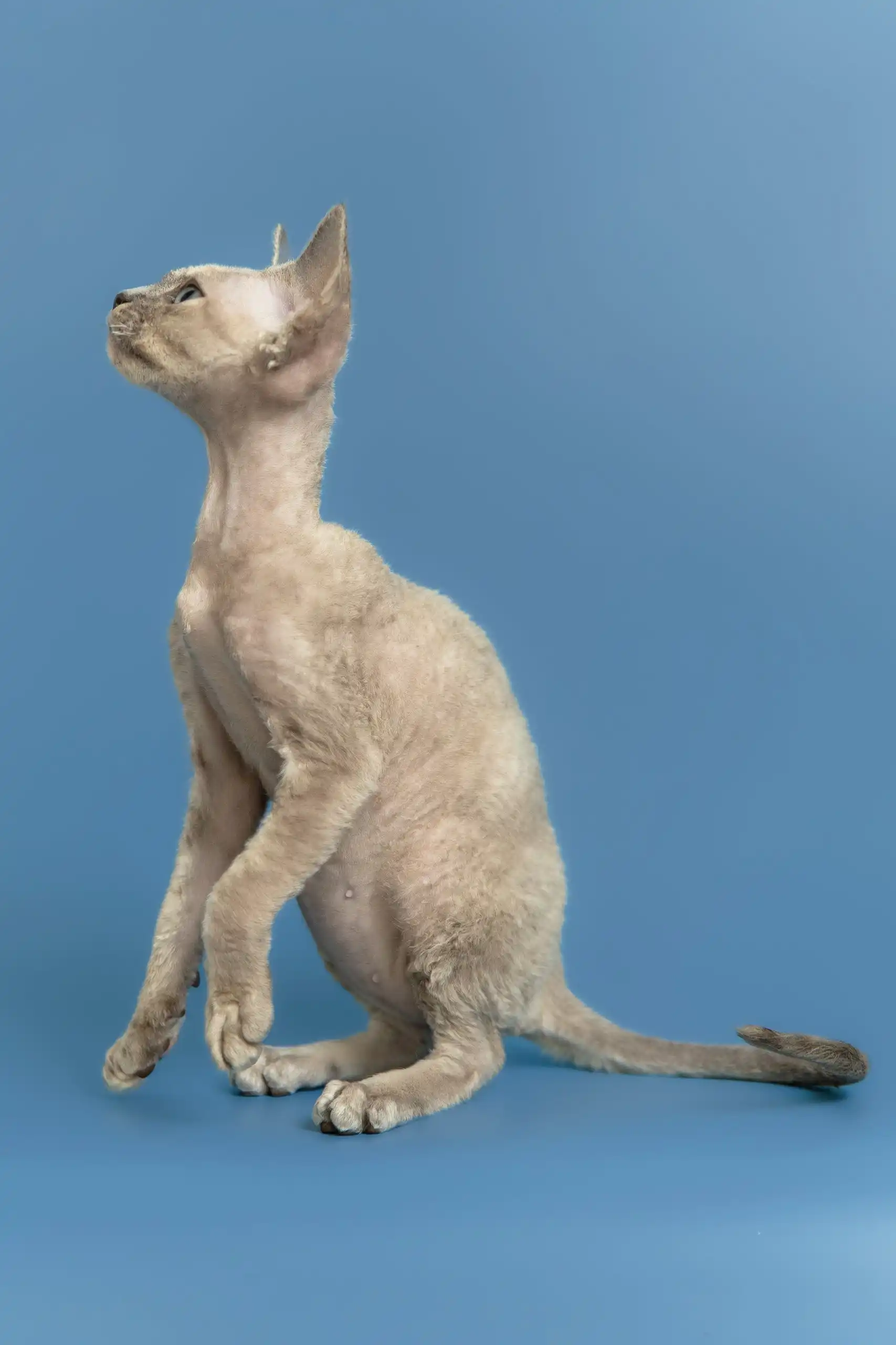 Silena | Devon Rex Kitten - Image 9