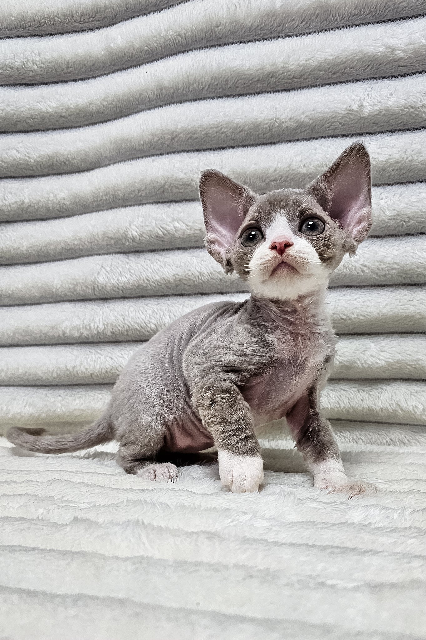 Silva | Devon Rex Kitten - Image 7