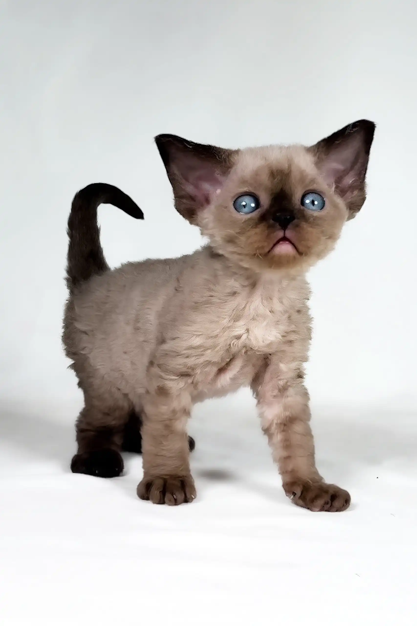 Tess | Devon Rex Kitten