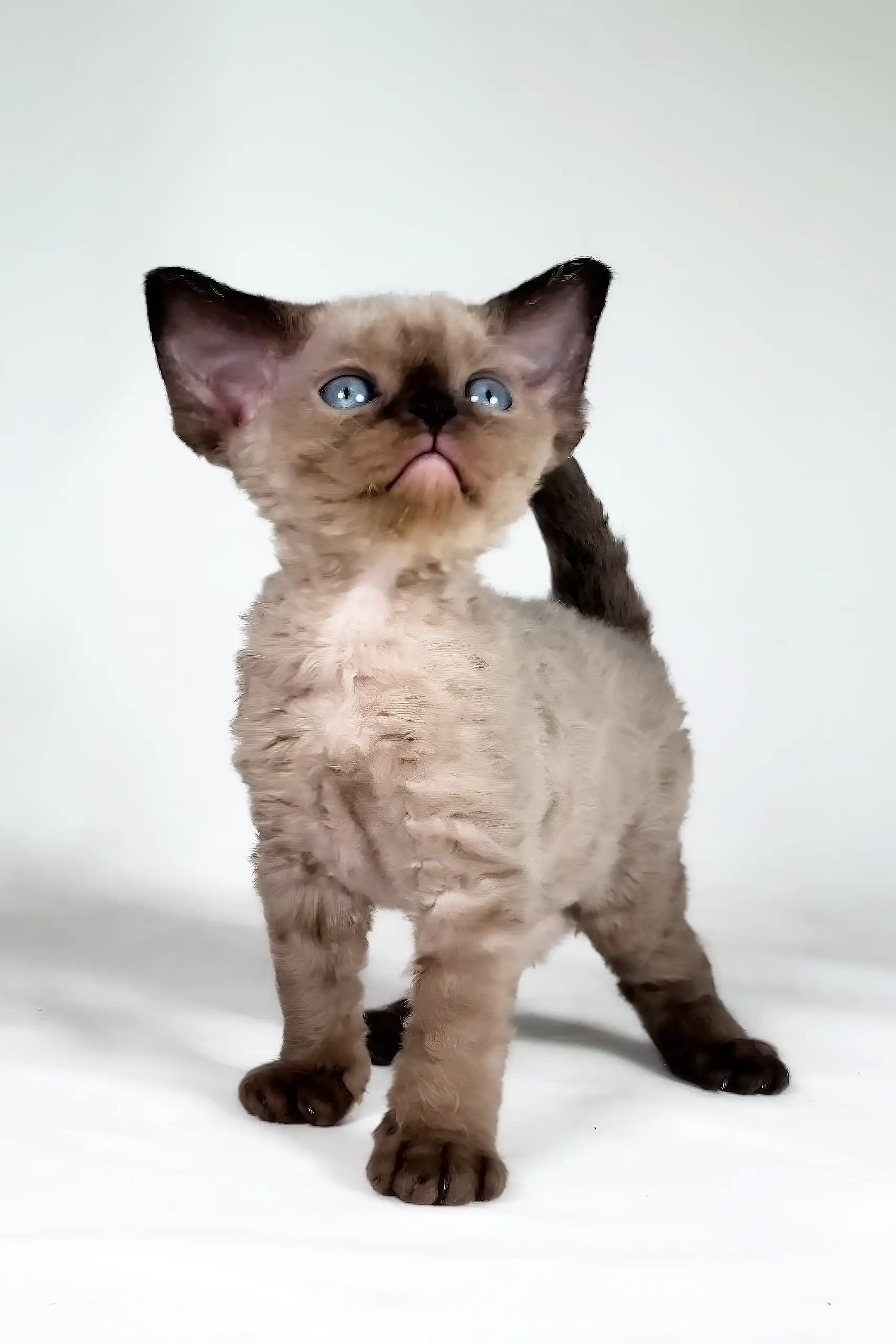 Tess | Devon Rex Kitten - Image 2