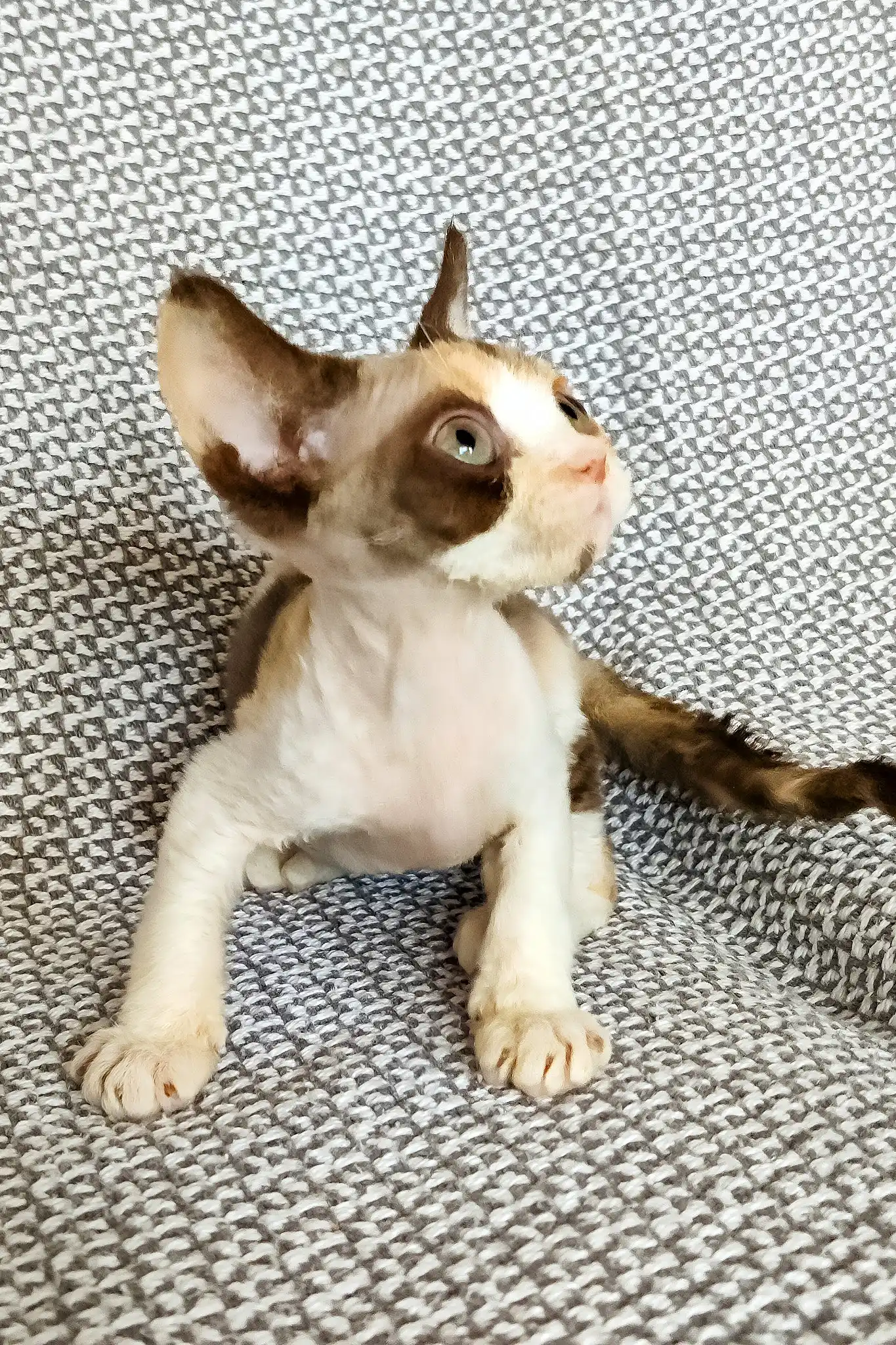 Tina | Devon Rex Kitten - Image 3