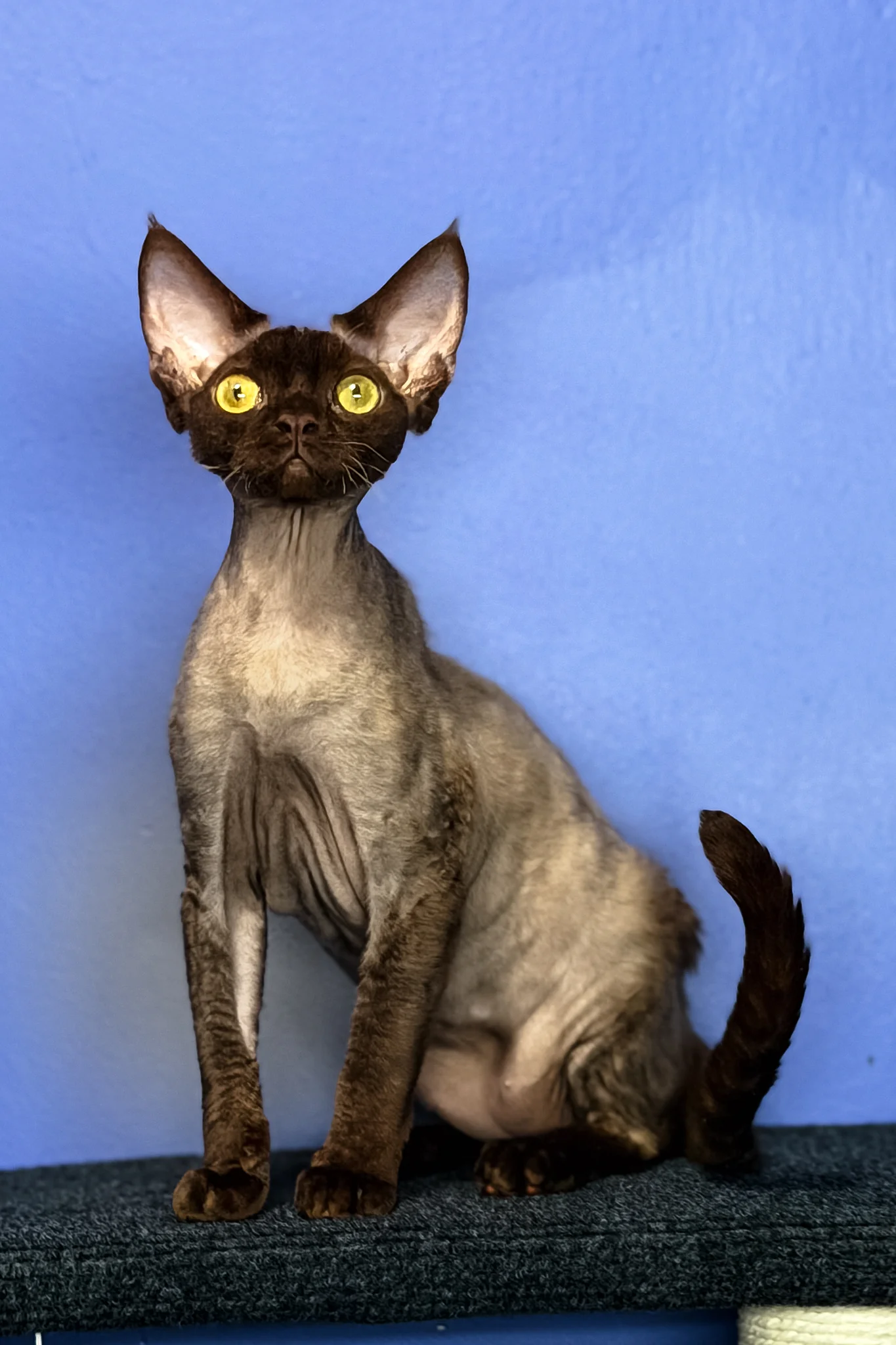Veronica | Devon Rex Kitten - Image 7