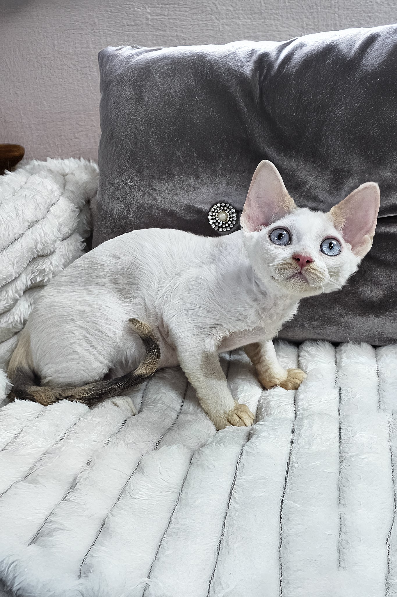 Vivien | Devon Rex Kitten - Image 7