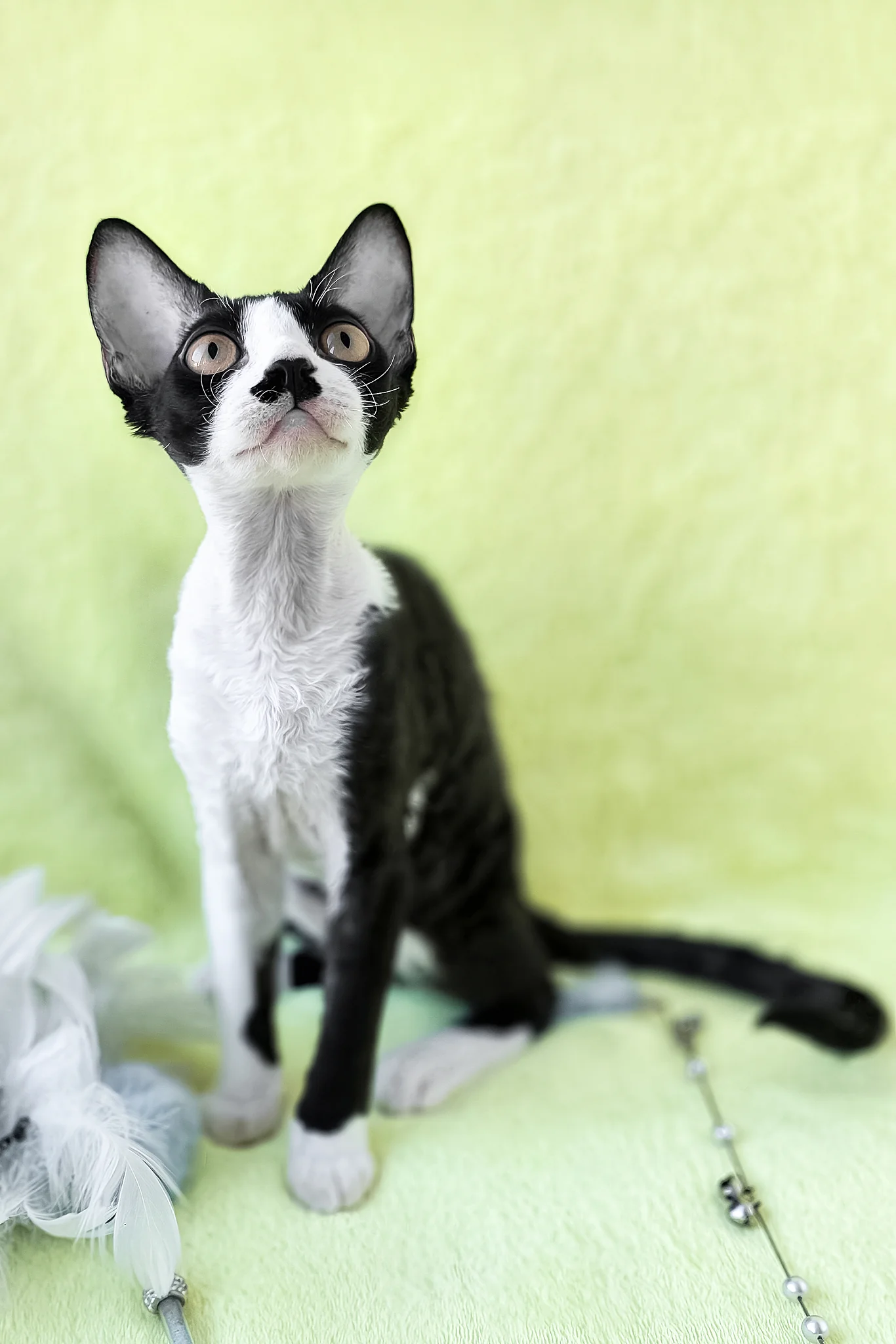 Wanessa | Devon Rex Kitten - Image 2