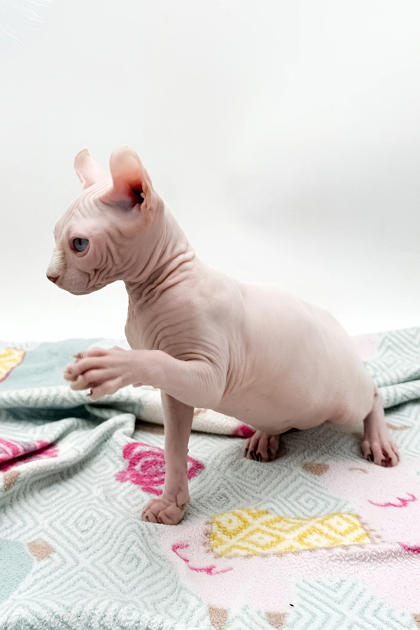 Demi | Dwelf Sphynx Kitten - Image 6