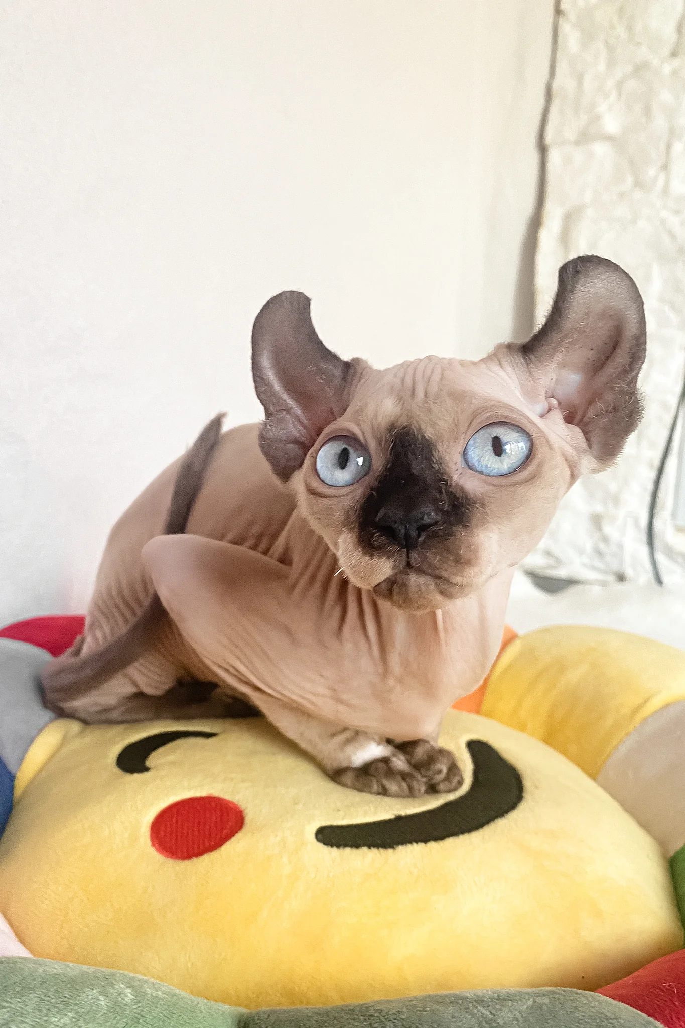 Amanda | Elf Sphynx Kitten - Image 4
