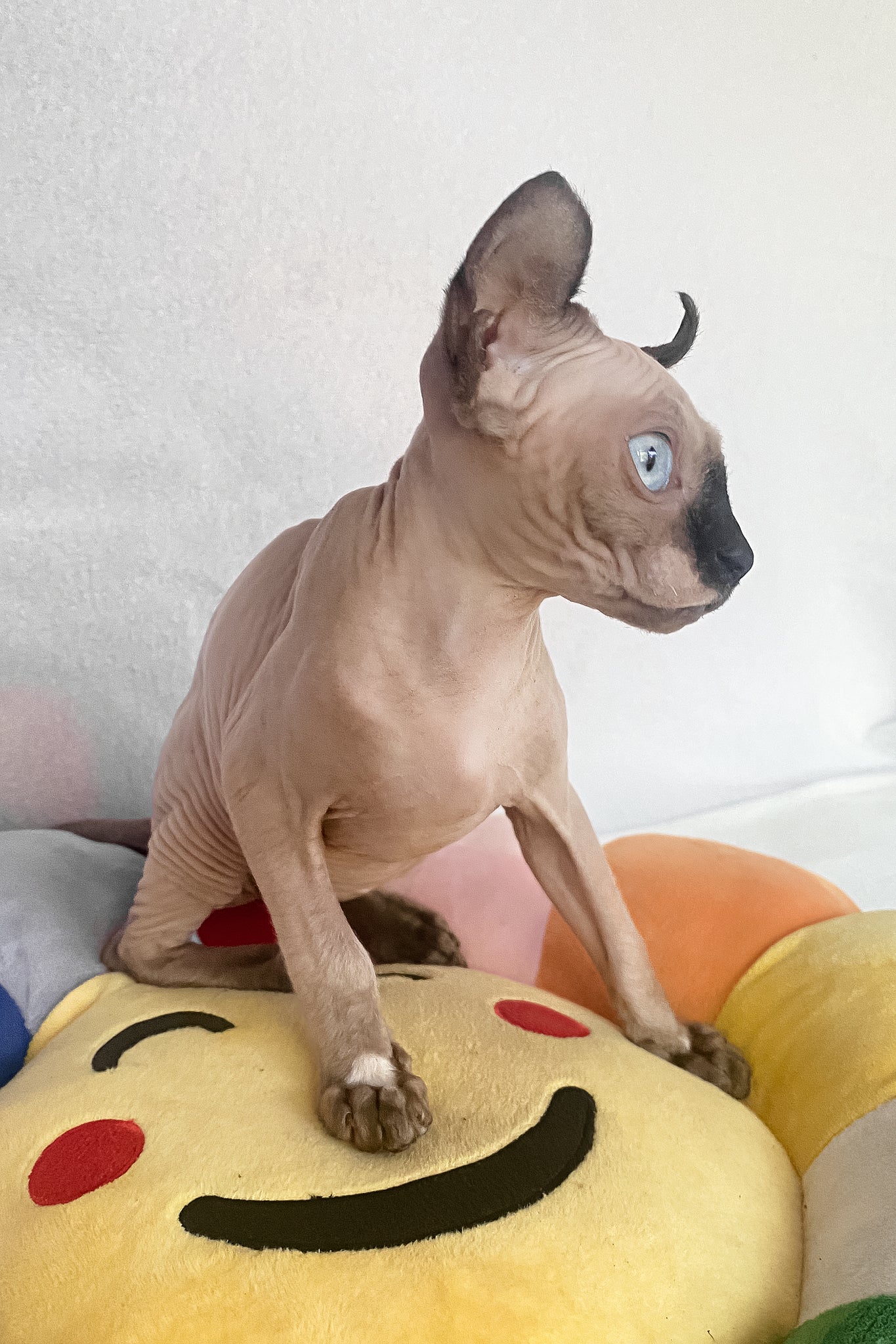 Amanda | Elf Sphynx Kitten - Image 5