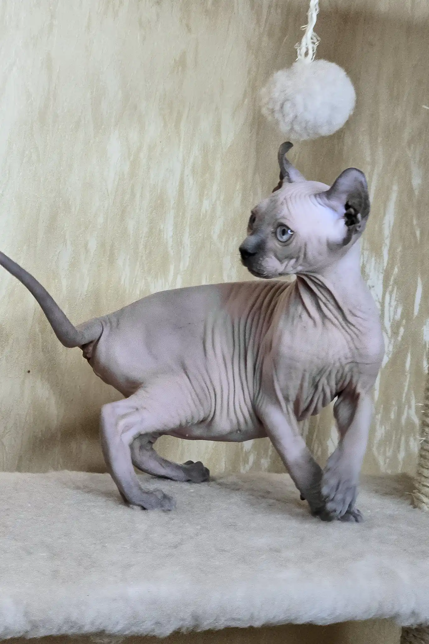 Barbi | Elf Sphynx Kitten - Image 6