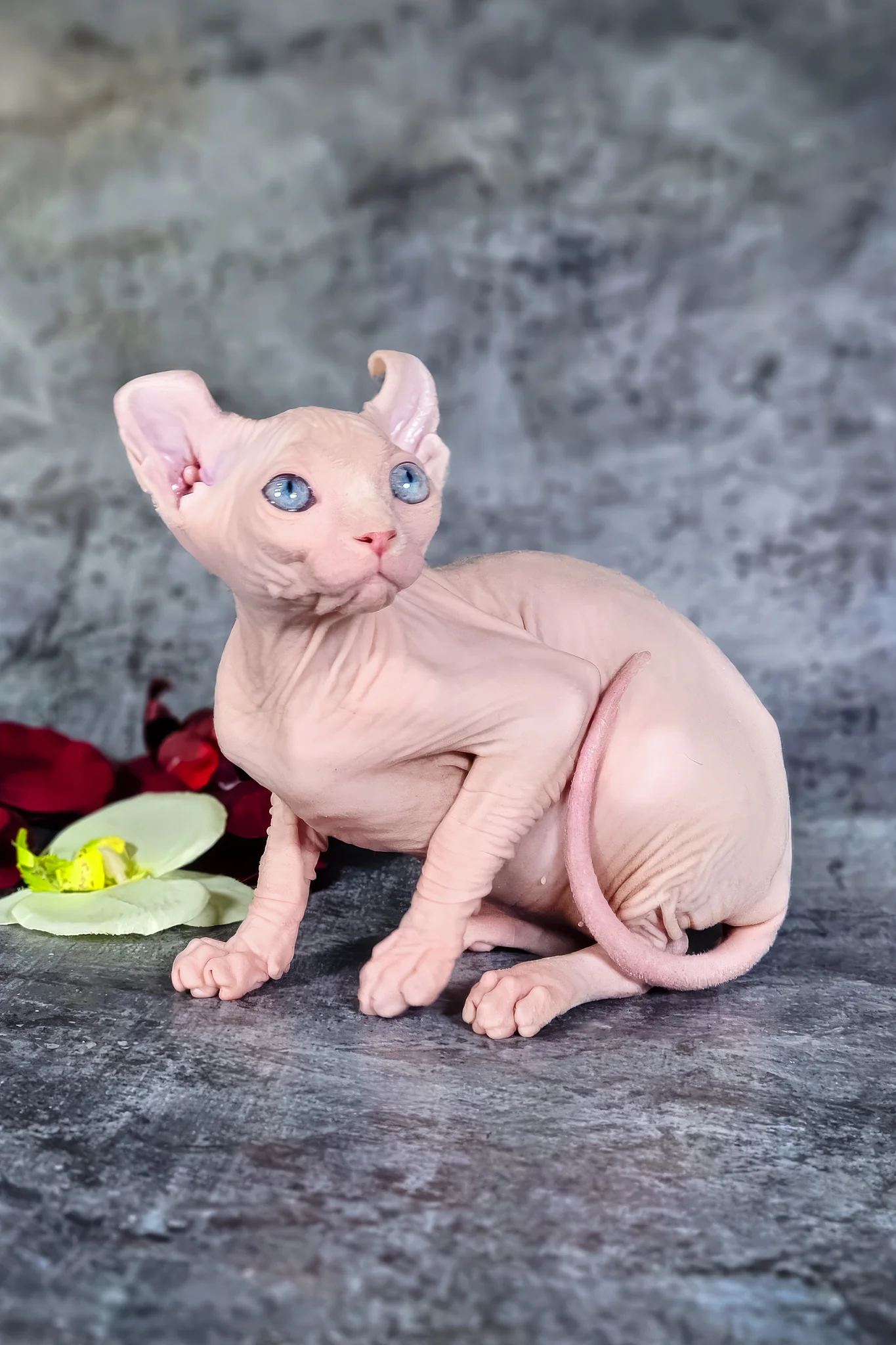 Biata | Elf Sphynx Kitten - Image 4