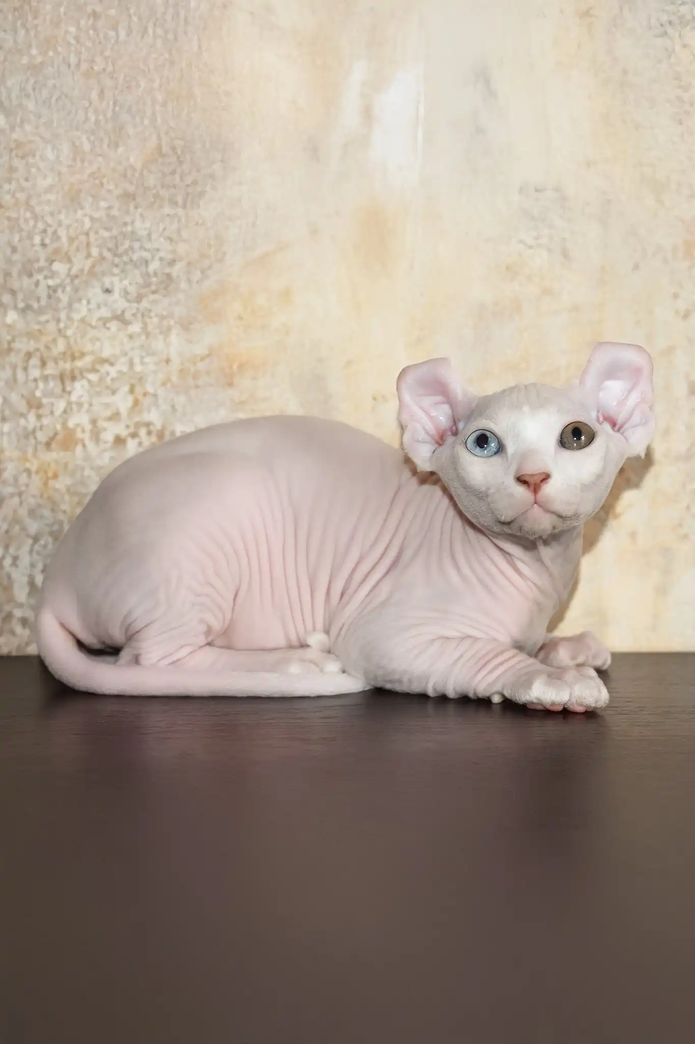 Cecilia | Elf Sphynx Kitten - Image 5