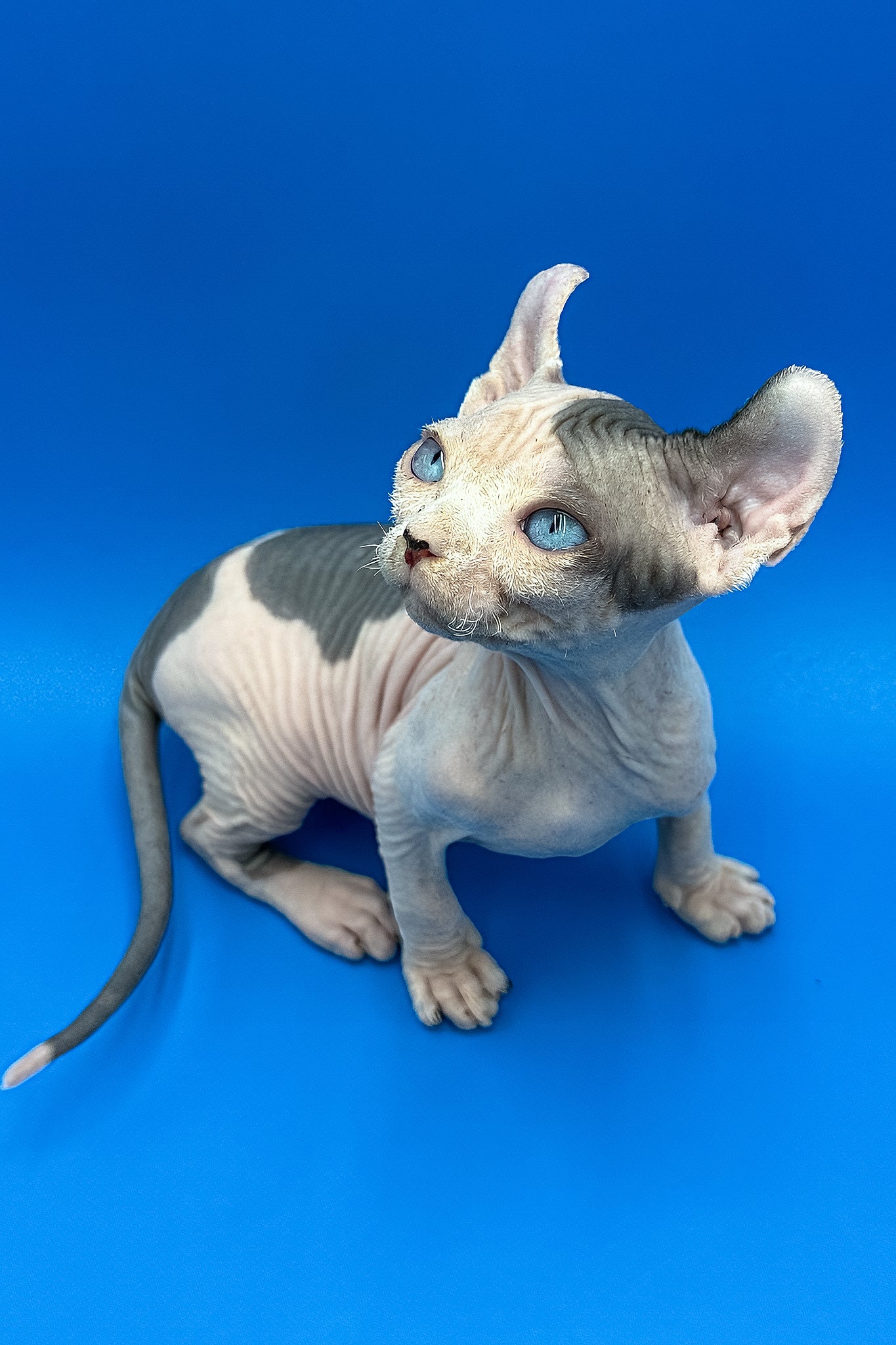 Charlize | Elf Sphynx Kitten - Image 4