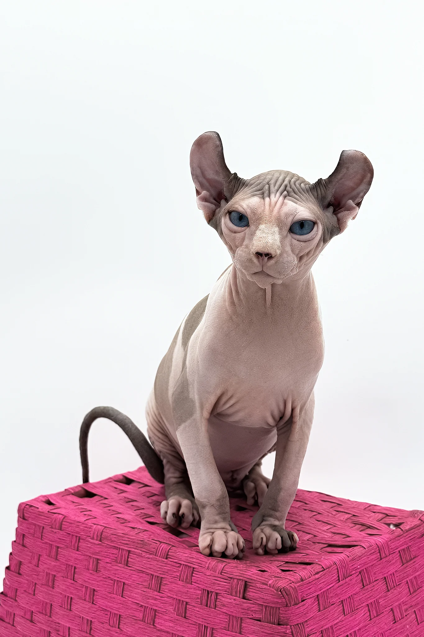 Gwyneth | Elf Sphynx Kitten - Image 4