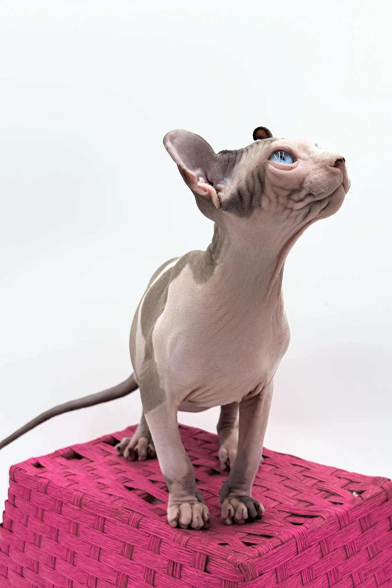 Gwyneth | Elf Sphynx Kitten - Image 5