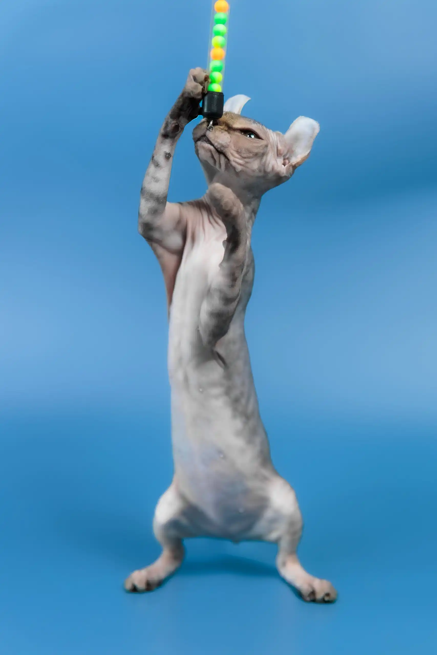 Inesa | Elf Sphynx Kitten - Image 11